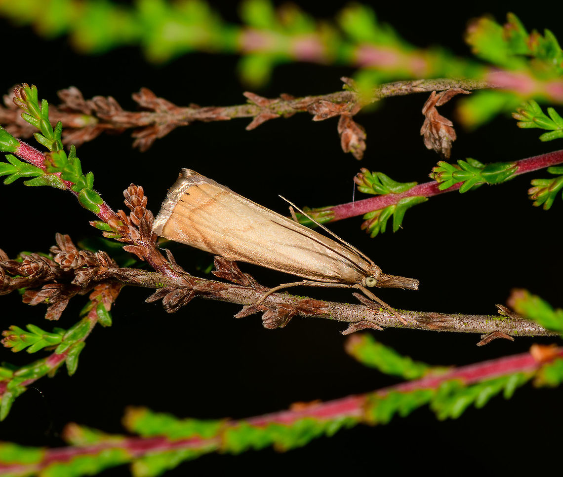 Garden Grass-veneer in habitat - closeup, Heesch, Netherlands Don't like the dark background (this was during the day), but quite happy with the detail level on this grass moth.<br />
<br />
Very close to my home is a field of Calluna vulgaris that turns into a purple sea during the right time of year, example from 6 years ago:<br />
<figure class="photo"><a href="https://www.jungledragon.com/image/5592/purple_sea_22.html" title="Purple Sea 2/2"><img src="https://s3.amazonaws.com/media.jungledragon.com/images/2/5592_thumb.jpg?AWSAccessKeyId=05GMT0V3GWVNE7GGM1R2&Expires=1759968010&Signature=mAm8UYsw8ufnHQPRHVeHdENfrfk%3D" width="102" height="152" alt="Purple Sea 2/2 The Maashorst forest has an area with Calluna as far as the eye can see. One feels like drowning in a purple sea. Calluna vulgaris,Heesch,Maashorst,Macro,calluna" /></a></figure><br />
I regularly cross this field and with each step, it disturbs a few grass moths like these. I then watch where they flee to and if its in a good position, I go for the slow approach. In habitat:<br />
<br />
<figure class="photo"><a href="https://www.jungledragon.com/image/64281/garden_grass-veneer_in_habitat_heesch_netherlands.html" title="Garden Grass-veneer in habitat, Heesch, Netherlands"><img src="https://s3.amazonaws.com/media.jungledragon.com/images/2/64281_thumb.jpg?AWSAccessKeyId=05GMT0V3GWVNE7GGM1R2&Expires=1759968010&Signature=SL2FqpPPkSwzr%2F9vfSKjDEPruS4%3D" width="102" height="152" alt="Garden Grass-veneer in habitat, Heesch, Netherlands Very close to my home is a field of Calluna vulgaris that turns into a purple sea during the right time of year, example from 6 years ago:<br />
https://www.jungledragon.com/image/5592/purple_sea_22.html<br />
I regularly cross this field and with each step, it disturbs a few grass moths like these. I then watch where they flee to and if its in a good position, I go for the slow approach. Same individual:<br />
<br />
https://www.jungledragon.com/image/64282/garden_grass-veneer_in_habitat_-_closeup_heesch_netherlands.html<br />
https://www.jungledragon.com/image/64283/garden_grass-veneer_-_macro_heesch_netherlands.html Chrysoteuchia culmella,Europe,Garden Grass-veneer,Heesch,Netherlands,World" /></a></figure> Chrysoteuchia culmella,Europe,Garden Grass-veneer,Heesch,Netherlands,World