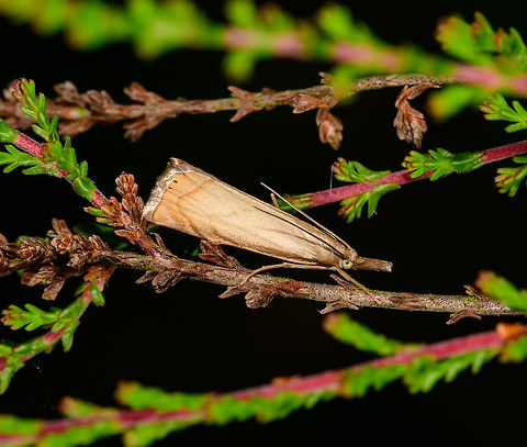 Garden Grass-veneer in habitat - closeup, Heesch, Netherlands Don't like the dark background (this was during the day), but quite happy with the detail level on this grass moth.

Very close to my home is a field of Calluna vulgaris that turns into a purple sea during the right time of year, example from 6 years ago:
https://www.jungledragon.com/image/5592/purple_sea_22.html
I regularly cross this field and with each step, it disturbs a few grass moths like these. I then watch where they flee to and if its in a good position, I go for the slow approach. In habitat:

https://www.jungledragon.com/image/64281/garden_grass-veneer_in_habitat_heesch_netherlands.html Chrysoteuchia culmella,Europe,Garden Grass-veneer,Heesch,Netherlands,World
