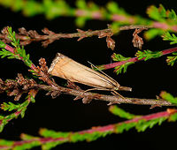 Garden Grass-veneer in habitat - closeup, Heesch, Netherlands Don't like the dark background (this was during the day), but quite happy with the detail level on this grass moth.<br />
<br />
Very close to my home is a field of Calluna vulgaris that turns into a purple sea during the right time of year, example from 6 years ago:<br />
https://www.jungledragon.com/image/5592/purple_sea_22.html<br />
I regularly cross this field and with each step, it disturbs a few grass moths like these. I then watch where they flee to and if its in a good position, I go for the slow approach. In habitat:<br />
<br />
https://www.jungledragon.com/image/64281/garden_grass-veneer_in_habitat_heesch_netherlands.html Chrysoteuchia culmella,Europe,Garden Grass-veneer,Heesch,Netherlands,World