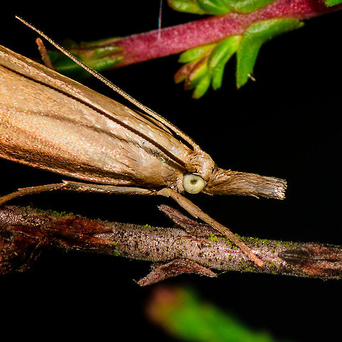 Garden Grass-veneer - macro, Heesch, Netherlands Don't like the dark background (this was during the day), but quite happy with the detail level on this grass moth.

Very close to my home is a field of Calluna vulgaris that turns into a purple sea during the right time of year, example from 6 years ago:
https://www.jungledragon.com/image/5592/purple_sea_22.html
I regularly cross this field and with each step, it disturbs a few grass moths like these. I then watch where they flee to and if its in a good position, I go for the slow approach. In habitat:

https://www.jungledragon.com/image/64281/garden_grass-veneer_in_habitat_heesch_netherlands.html
https://www.jungledragon.com/image/64282/garden_grass-veneer_in_habitat_-_closeup_heesch_netherlands.html Chrysoteuchia culmella,Europe,Garden Grass-veneer,Heesch,Netherlands,World