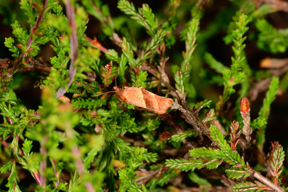 Cinquefoil tortrix, Heesch, Netherlands  Europe,Heesch,Netherlands,Philedone,Philedone gerningana,World