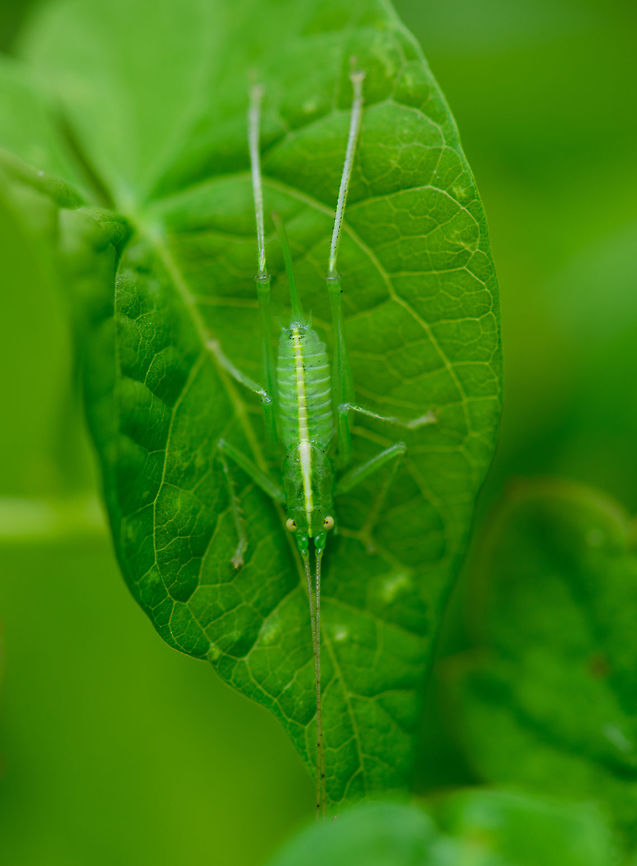 Young Meconema thalassinum(?), Heesch, Netherlands Found in our garden last July. I&#039;m quite horrible with identifying crickets and katydids, yet the Netherlands does not have a lot of species. I&#039;ve excluded several of them based on distribution and appearance. This seems the most likely candidate to me. Europe,Heeswijk-Dinther,Meconema thalassinum,Netherlands,World