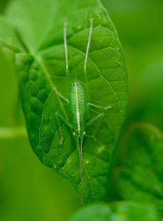 Young Meconema thalassinum(?), Heesch, Netherlands Found in our garden last July. I'm quite horrible with identifying crickets and katydids, yet the Netherlands does not have a lot of species. I've excluded several of them based on distribution and appearance. This seems the most likely candidate to me. Europe,Heeswijk-Dinther,Meconema thalassinum,Netherlands,World