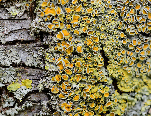 Common Orange Lichen, Heesch, Netherlands Growing on all 3 trees in our small backyard. In dutch named the "Great yolk moss", where "yolk" refers to the yellow core of an egg. Common orange lichen,Europe,Netherlands,World,Xanthoria parietina