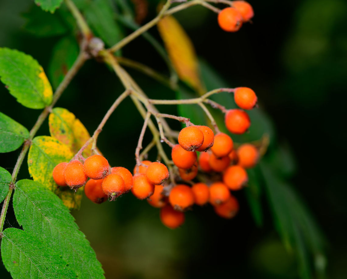 European Rowan, Heeswijk-Dinther, Netherlands Fruits and leafs of the European Rowan, a very winter-proof tree that we call &quot;wild lijsterbes&quot;. This translates as wild thrush berry, referring to thrush birds who are thankful of such a tree delivering berries even in colder times.<br />
<br />
On the photo you can see some of the leafs, having coarsely serrated margins, which is a key for identification within the genus.  Europe,European Rowan,Heeswijk-Dinther,Netherlands,Sorbus aucuparia,World