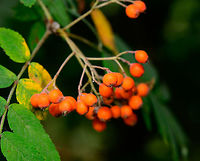 European Rowan, Heeswijk-Dinther, Netherlands Fruits and leafs of the European Rowan, a very winter-proof tree that we call "wild lijsterbes". This translates as wild thrush berry, referring to thrush birds who are thankful of such a tree delivering berries even in colder times.<br />
<br />
On the photo you can see some of the leafs, having coarsely serrated margins, which is a key for identification within the genus.  Europe,European Rowan,Heeswijk-Dinther,Netherlands,Sorbus aucuparia,World