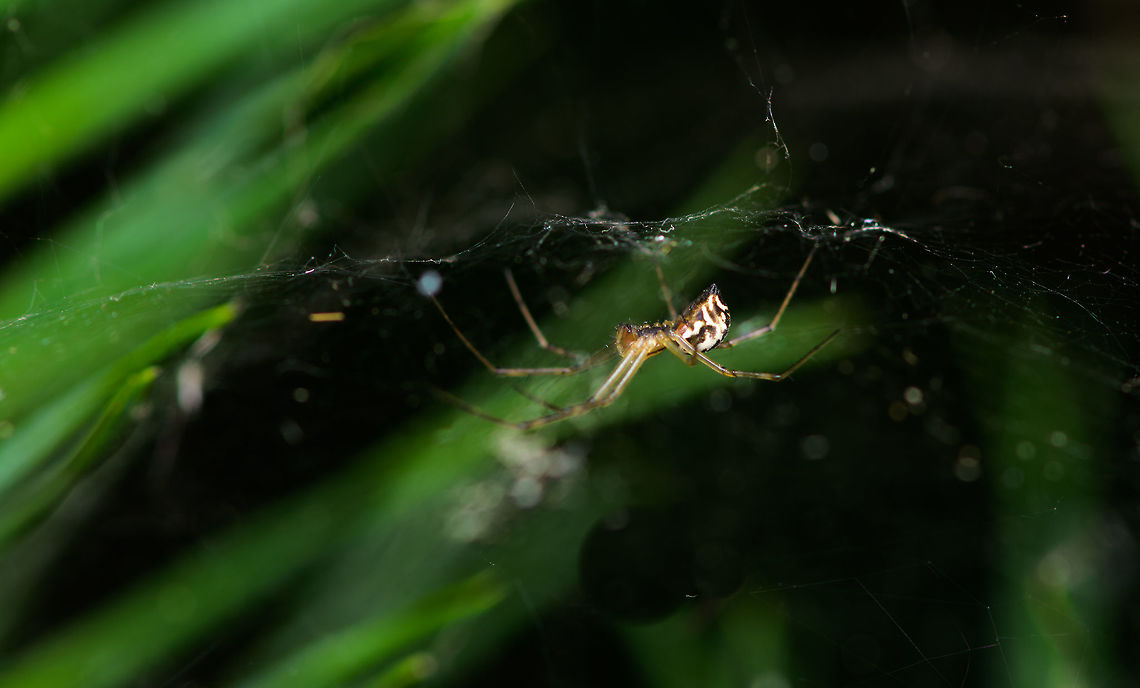 Frontinellina frutetorum, Heesch, Netherlands Sheetweavers are very hard to identify, yet this is an exception due to its explicit abdomen, and the only species in this genus in the Netherlands. We call it the &quot;double hammock spider&quot;. Hammock refers to its horizontal web. Note that the horizontal web is held in place by vertical lines which are the actual trap, after which victims fall on the horizontal sheet. The spider, hanging upside down as seen here, moves to the victim and delivers a fatal bite.<br />
<br />
&quot;Double hammock&quot; refer to this spider making two horizontal sheets: one disc-like one top, and a square one below it. <br />
<br />
They are quite small, this female at about 5-6mm, and a pain to photograph as the slightest wind moves them dramatically. Europe,Frontinellina frutetorum,Heeswijk-Dinther,Netherlands,World