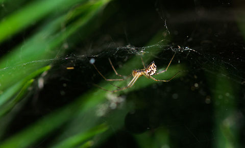 Frontinellina frutetorum, Heesch, Netherlands Sheetweavers are very hard to identify, yet this is an exception due to its explicit abdomen, and the only species in this genus in the Netherlands. We call it the "double hammock spider". Hammock refers to its horizontal web. Note that the horizontal web is held in place by vertical lines which are the actual trap, after which victims fall on the horizontal sheet. The spider, hanging upside down as seen here, moves to the victim and delivers a fatal bite.

"Double hammock" refer to this spider making two horizontal sheets: one disc-like one top, and a square one below it. 

They are quite small, this female at about 5-6mm, and a pain to photograph as the slightest wind moves them dramatically. Europe,Frontinellina frutetorum,Heeswijk-Dinther,Netherlands,World