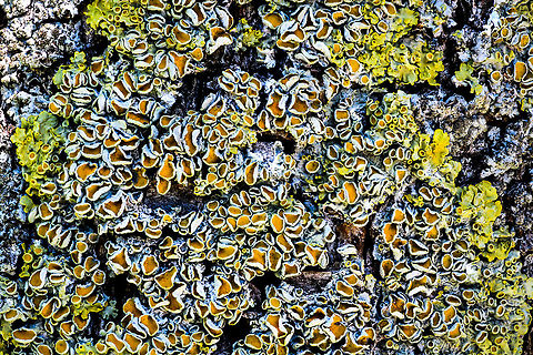 Common orange lichen - stack 1, Heesch, Netherlands Sharing a few focus stacks of this Common orange lichen which is growing on the trees in our backyard. These are 30 shot stacks. To be honest, I'm not terribly excited about the results, but I'm still only a beginner at stacking.

https://www.jungledragon.com/image/64360/common_orange_lichen_-_stack_2_heesch_netherlands.html
https://www.jungledragon.com/image/64361/common_orange_lichen_-_stack_3_heesch_netherlands.html
https://www.jungledragon.com/image/64364/common_orange_lichen_-_stack_4_heesch_netherlands.html Common orange lichen,Europe,Heesch,Netherlands,Stack,World,Xanthoria parietina