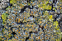 Common orange lichen - stack 1, Heesch, Netherlands Sharing a few focus stacks of this Common orange lichen which is growing on the trees in our backyard. These are 30 shot stacks. To be honest, I'm not terribly excited about the results, but I'm still only a beginner at stacking.<br />
<br />
https://www.jungledragon.com/image/64360/common_orange_lichen_-_stack_2_heesch_netherlands.html<br />
https://www.jungledragon.com/image/64361/common_orange_lichen_-_stack_3_heesch_netherlands.html<br />
https://www.jungledragon.com/image/64364/common_orange_lichen_-_stack_4_heesch_netherlands.html Common orange lichen,Europe,Heesch,Netherlands,Stack,World,Xanthoria parietina