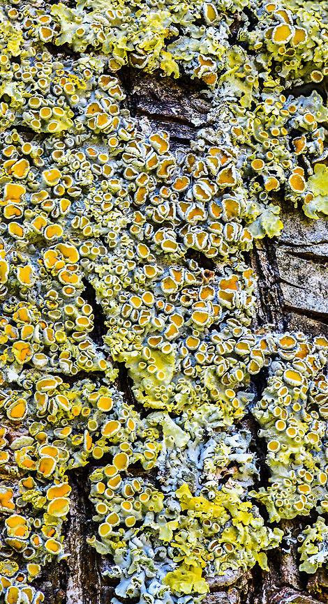 Common orange lichen - stack 2, Heesch, Netherlands Sharing a few focus stacks of this Common orange lichen which is growing on the trees in our backyard. These are 30 shot stacks. To be honest, I&#039;m not terribly excited about the results, but I&#039;m still only a beginner at stacking.<br />
<br />
<figure class="photo"><a href="https://www.jungledragon.com/image/64359/common_orange_lichen_-_stack_1_heesch_netherlands.html" title="Common orange lichen - stack 1, Heesch, Netherlands"><img src="https://s3.amazonaws.com/media.jungledragon.com/images/2/64359_thumb.jpg?AWSAccessKeyId=05GMT0V3GWVNE7GGM1R2&Expires=1767225610&Signature=MJ1%2F7VjsDJgUpTQr4LB5LpobIaM%3D" width="200" height="134" alt="Common orange lichen - stack 1, Heesch, Netherlands Sharing a few focus stacks of this Common orange lichen which is growing on the trees in our backyard. These are 30 shot stacks. To be honest, I&#039;m not terribly excited about the results, but I&#039;m still only a beginner at stacking.<br />
<br />
https://www.jungledragon.com/image/64360/common_orange_lichen_-_stack_2_heesch_netherlands.html<br />
https://www.jungledragon.com/image/64361/common_orange_lichen_-_stack_3_heesch_netherlands.html<br />
https://www.jungledragon.com/image/64364/common_orange_lichen_-_stack_4_heesch_netherlands.html Common orange lichen,Europe,Heesch,Netherlands,Stack,World,Xanthoria parietina" /></a></figure><br />
<figure class="photo"><a href="https://www.jungledragon.com/image/64361/common_orange_lichen_-_stack_3_heesch_netherlands.html" title="Common orange lichen - stack 3, Heesch, Netherlands"><img src="https://s3.amazonaws.com/media.jungledragon.com/images/2/64361_thumb.jpg?AWSAccessKeyId=05GMT0V3GWVNE7GGM1R2&Expires=1767225610&Signature=axomC0DstI38Gx0ao1lypSnqZoM%3D" width="102" height="152" alt="Common orange lichen - stack 3, Heesch, Netherlands Sharing a few focus stacks of this Common orange lichen which is growing on the trees in our backyard. These are 30 shot stacks. To be honest, I&#039;m not terribly excited about the results, but I&#039;m still only a beginner at stacking.<br />
<br />
https://www.jungledragon.com/image/64359/common_orange_lichen_-_stack_1_heesch_netherlands.html<br />
https://www.jungledragon.com/image/64360/common_orange_lichen_-_stack_2_heesch_netherlands.html<br />
https://www.jungledragon.com/image/64364/common_orange_lichen_-_stack_4_heesch_netherlands.html Common orange lichen,Europe,Heesch,Netherlands,Stack,World,Xanthoria parietina" /></a></figure><br />
<figure class="photo"><a href="https://www.jungledragon.com/image/64364/common_orange_lichen_-_stack_4_heesch_netherlands.html" title="Common orange lichen - stack 4, Heesch, Netherlands"><img src="https://s3.amazonaws.com/media.jungledragon.com/images/2/64364_thumb.jpg?AWSAccessKeyId=05GMT0V3GWVNE7GGM1R2&Expires=1767225610&Signature=rtPHci5Jacz0xqhLnoKPAxFOYwc%3D" width="200" height="188" alt="Common orange lichen - stack 4, Heesch, Netherlands Sharing a few focus stacks of this Common orange lichen which is growing on the trees in our backyard. These are 30 shot stacks. To be honest, I&#039;m not terribly excited about the results, but I&#039;m still only a beginner at stacking.<br />
<br />
https://www.jungledragon.com/image/64359/common_orange_lichen_-_stack_1_heesch_netherlands.html<br />
https://www.jungledragon.com/image/64360/common_orange_lichen_-_stack_2_heesch_netherlands.html<br />
https://www.jungledragon.com/image/64361/common_orange_lichen_-_stack_3_heesch_netherlands.html Common orange lichen,Europe,Heesch,Netherlands,Stack,World,Xanthoria parietina" /></a></figure> Common orange lichen,Europe,Heesch,Netherlands,Stack,World,Xanthoria parietina