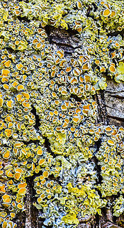 Common orange lichen - stack 2, Heesch, Netherlands Sharing a few focus stacks of this Common orange lichen which is growing on the trees in our backyard. These are 30 shot stacks. To be honest, I'm not terribly excited about the results, but I'm still only a beginner at stacking.

https://www.jungledragon.com/image/64359/common_orange_lichen_-_stack_1_heesch_netherlands.html
https://www.jungledragon.com/image/64361/common_orange_lichen_-_stack_3_heesch_netherlands.html
https://www.jungledragon.com/image/64364/common_orange_lichen_-_stack_4_heesch_netherlands.html Common orange lichen,Europe,Heesch,Netherlands,Stack,World,Xanthoria parietina