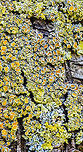Common orange lichen - stack 2, Heesch, Netherlands Sharing a few focus stacks of this Common orange lichen which is growing on the trees in our backyard. These are 30 shot stacks. To be honest, I'm not terribly excited about the results, but I'm still only a beginner at stacking.<br />
<br />
https://www.jungledragon.com/image/64359/common_orange_lichen_-_stack_1_heesch_netherlands.html<br />
https://www.jungledragon.com/image/64361/common_orange_lichen_-_stack_3_heesch_netherlands.html<br />
https://www.jungledragon.com/image/64364/common_orange_lichen_-_stack_4_heesch_netherlands.html Common orange lichen,Europe,Heesch,Netherlands,Stack,World,Xanthoria parietina