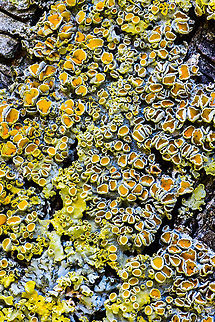 Common orange lichen - stack 3, Heesch, Netherlands Sharing a few focus stacks of this Common orange lichen which is growing on the trees in our backyard. These are 30 shot stacks. To be honest, I'm not terribly excited about the results, but I'm still only a beginner at stacking.

https://www.jungledragon.com/image/64359/common_orange_lichen_-_stack_1_heesch_netherlands.html
https://www.jungledragon.com/image/64360/common_orange_lichen_-_stack_2_heesch_netherlands.html
https://www.jungledragon.com/image/64364/common_orange_lichen_-_stack_4_heesch_netherlands.html Common orange lichen,Europe,Heesch,Netherlands,Stack,World,Xanthoria parietina