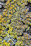 Common orange lichen - stack 3, Heesch, Netherlands Sharing a few focus stacks of this Common orange lichen which is growing on the trees in our backyard. These are 30 shot stacks. To be honest, I'm not terribly excited about the results, but I'm still only a beginner at stacking.<br />
<br />
https://www.jungledragon.com/image/64359/common_orange_lichen_-_stack_1_heesch_netherlands.html<br />
https://www.jungledragon.com/image/64360/common_orange_lichen_-_stack_2_heesch_netherlands.html<br />
https://www.jungledragon.com/image/64364/common_orange_lichen_-_stack_4_heesch_netherlands.html Common orange lichen,Europe,Heesch,Netherlands,Stack,World,Xanthoria parietina
