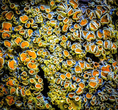 Common orange lichen - stack 4, Heesch, Netherlands Sharing a few focus stacks of this Common orange lichen which is growing on the trees in our backyard. These are 30 shot stacks. To be honest, I'm not terribly excited about the results, but I'm still only a beginner at stacking.

https://www.jungledragon.com/image/64359/common_orange_lichen_-_stack_1_heesch_netherlands.html
https://www.jungledragon.com/image/64360/common_orange_lichen_-_stack_2_heesch_netherlands.html
https://www.jungledragon.com/image/64361/common_orange_lichen_-_stack_3_heesch_netherlands.html Common orange lichen,Europe,Heesch,Netherlands,Stack,World,Xanthoria parietina