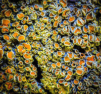 Common orange lichen - stack 4, Heesch, Netherlands Sharing a few focus stacks of this Common orange lichen which is growing on the trees in our backyard. These are 30 shot stacks. To be honest, I'm not terribly excited about the results, but I'm still only a beginner at stacking.<br />
<br />
https://www.jungledragon.com/image/64359/common_orange_lichen_-_stack_1_heesch_netherlands.html<br />
https://www.jungledragon.com/image/64360/common_orange_lichen_-_stack_2_heesch_netherlands.html<br />
https://www.jungledragon.com/image/64361/common_orange_lichen_-_stack_3_heesch_netherlands.html Common orange lichen,Europe,Heesch,Netherlands,Stack,World,Xanthoria parietina