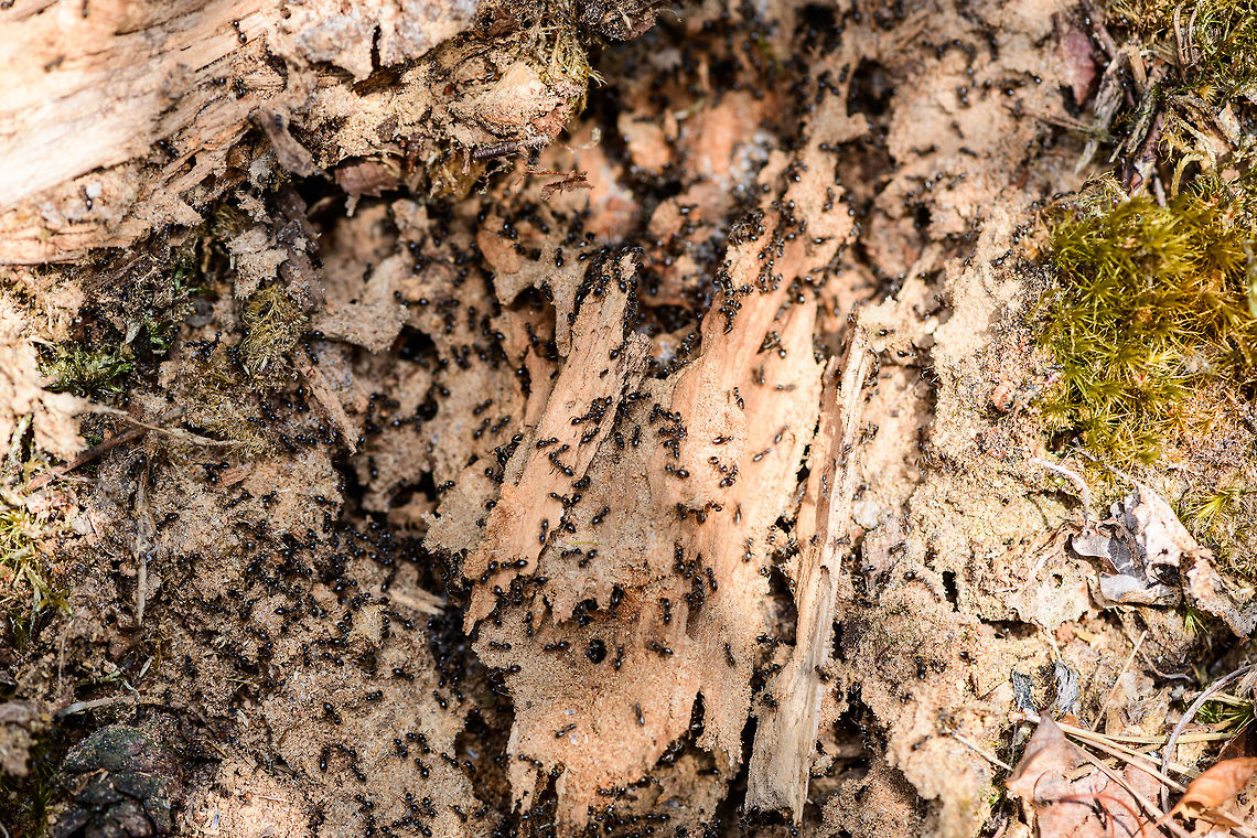 Lasius fuliginosus - exposed, Heesch, Netherlands Presumed species, I will check it with an expert. Note that I know very little about ants, so I may not use the right jargon in this series, so do correct me where I go wrong. <br />
<br />
I normally don't intervene with nature much on my hikes, meaning I don't do a lot of digging or turning over things. Yet on this day I saw a very rotten trunk stuck to the forest floor, so I tipped it over with my shoe, to see if perhaps some woodlice or beetles were below it. To my shock (and yes I felt guilty about it) I exposed a large ant colony and partly destroyed their carefully crafted tunnel system. So let us use my brutality to document about the species what we can.<br />
<br />
Ants seemingly don't waste a lot of time complaining about this external event, because the very second they were exposed, hundreds were frantically moving, each knowing exactly what to do next: secure the offspring. In this opening scene you get an overview, yet it doesn't show everything. Faintly in the back you see white larvae but there's more rooms to show.<br />
<br />
Closeups of the immediate response:<br />
<figure class="photo"><a href="https://www.jungledragon.com/image/64465/lasius_fuliginosus_-_exposed_-_closeup_heesch_netherlands.html" title="Lasius fuliginosus - exposed - closeup, Heesch, Netherlands"><img src="https://s3.amazonaws.com/media.jungledragon.com/images/2/64465_thumb.jpg?AWSAccessKeyId=05GMT0V3GWVNE7GGM1R2&Expires=1769040010&Signature=O5BCzkqrpVx28XgaAS2N5UiZn3o%3D" width="200" height="152" alt="Lasius fuliginosus - exposed - closeup, Heesch, Netherlands A closeup of a group of ants immediately after I exposed their nest, which was situated under and inside a rotten log.<br />
<br />
I normally don't intervene with nature much on my hikes, meaning I don't do a lot of digging or turning over things. Yet on this day I saw a very rotten trunk stuck to the forest floor, so I tipped it over with my shoe, to see if perhaps some woodlice or beetles were below it. To my shock (and yes I felt guilty about it) I exposed a large ant colony and partly destroyed their carefully crafted tunnel system. So let us use my brutality to document about the species what we can.<br />
<br />
Ants seemingly don't waste a lot of time complaining about this external event, because the very second they were exposed, hundreds were frantically moving, each knowing exactly what to do next: secure the offspring. In this opening scene you get an overview, yet it doesn't show everything. Faintly in the back you see white larvae but there's more rooms to show.<br />
<br />
Start of this sequence:<br />
https://www.jungledragon.com/image/64462/jet_black_ants_-_exposed_heesch_netherlands.html<br />
Closeup of the immediate response:<br />
<br />
https://www.jungledragon.com/image/64466/jet_black_ants_-_exposed_-_closeup_ii_heesch_netherlands.html<br />
There's more to the nest, a side view shows a nursery holding the larvae:<br />
<br />
https://www.jungledragon.com/image/64468/jet_black_ants_-_nursery_heesch_netherlands.html<br />
Taking a step back, we see multiple of such rooms:<br />
<br />
https://www.jungledragon.com/image/64469/jet_black_ants_-_nurseries_heesch_netherlands.html<br />
And even a pupa room:<br />
<br />
https://www.jungledragon.com/image/64470/jet_black_ants_-_treasury_heesch_netherlands.html<br />
Hundreds of ants, if not thousands. Multiple rooms with larvae, at least one visible room with pupas. Cleaned up in minutes, not a single ant, larvae or pupa in sight, as if nothing happened:<br />
<br />
https://www.jungledragon.com/image/64471/jet_black_ants_-_colony_rescued_heesch_netherlands.html<br />
Some individuals:<br />
<br />
https://www.jungledragon.com/image/64488/camponotus_vagus.html Europe,Heeswijk-Dinther,Jet black ant,Lasius fuliginosus,Netherlands,World" /></a></figure><br />
<figure class="photo"><a href="https://www.jungledragon.com/image/64466/camponotus_vagus_-_exposed_-_closeup_ii_heesch_netherlands.html" title="Camponotus Vagus - exposed - closeup II, Heesch, Netherlands"><img src="https://s3.amazonaws.com/media.jungledragon.com/images/2/64466_thumb.jpg?AWSAccessKeyId=05GMT0V3GWVNE7GGM1R2&Expires=1769040010&Signature=1%2FJBbAPbVp%2FoM%2FQ4OrrDX2jqlZ8%3D" width="200" height="132" alt="Camponotus Vagus - exposed - closeup II, Heesch, Netherlands It's very hard to get ants sharp, but this is a somewhat usable closeup of a group of ants, immediately responding to me opening their nest by tipping over a rotten log.<br />
<br />
Presumed species, I will check it with an expert. Note that I know very little about ants, so I may not use the right jargon in this series, so do correct me where I go wrong. <br />
<br />
I normally don't intervene with nature much on my hikes, meaning I don't do a lot of digging or turning over things. Yet on this day I saw a very rotten trunk stuck to the forest floor, so I tipped it over with my shoe, to see if perhaps some woodlice or beetles were below it. To my shock (and yes I felt guilty about it) I exposed a large ant colony and partly destroyed their carefully crafted tunnel system. So let us use my brutality to document about the species what we can.<br />
<br />
Ants seemingly don't waste a lot of time complaining about this external event, because the very second they were exposed, hundreds were frantically moving, each knowing exactly what to do next: secure the offspring. In this opening scene you get an overview, yet it doesn't show everything. Faintly in the back you see white larvae but there's more rooms to show.<br />
<br />
Start of this sequence:<br />
https://www.jungledragon.com/image/64462/jet_black_ants_-_exposed_heesch_netherlands.html<br />
Closeup of the immediate response:<br />
<br />
https://www.jungledragon.com/image/64465/jet_black_ants_-_exposed_-_closeup_heesch_netherlands.html<br />
There's more to the nest, a side view shows a nursery holding the larvae:<br />
<br />
https://www.jungledragon.com/image/64468/jet_black_ants_-_nursery_heesch_netherlands.html<br />
Taking a step back, we see multiple of such rooms:<br />
<br />
https://www.jungledragon.com/image/64469/jet_black_ants_-_nurseries_heesch_netherlands.html<br />
And even a pupa room:<br />
<br />
https://www.jungledragon.com/image/64470/jet_black_ants_-_treasury_heesch_netherlands.html<br />
Hundreds of ants, if not thousands. Multiple rooms with larvae, at least one visible room with pupas. Cleaned up in minutes, not a single ant, larvae or pupa in sight, as if nothing happened:<br />
<br />
https://www.jungledragon.com/image/64471/jet_black_ants_-_colony_rescued_heesch_netherlands.html<br />
Some individuals:<br />
<br />
https://www.jungledragon.com/image/64488/camponotus_vagus.html Europe,Heeswijk-Dinther,Jet black ant,Lasius fuliginosus,Netherlands,World" /></a></figure><br />
There's more to the nest, a side view shows a nursery holding the larvae:<br />
<br />
<figure class="photo"><a href="https://www.jungledragon.com/image/64468/lasius_fuliginosus_-_nursery_heesch_netherlands.html" title="Lasius fuliginosus - nursery, Heesch, Netherlands"><img src="https://s3.amazonaws.com/media.jungledragon.com/images/2/64468_thumb.jpg?AWSAccessKeyId=05GMT0V3GWVNE7GGM1R2&Expires=1769040010&Signature=AsbTiWJp4cA365r4jUPLI%2FzMVZY%3D" width="200" height="114" alt="Lasius fuliginosus - nursery, Heesch, Netherlands A side view into a large and complicated ants nest found under a rotten log shows a nursery room, containing the larvae in white. Pretty much all ants in the scene were in the process of moving the larvae to some of the deeper tunnels.<br />
<br />
Presumed species, I will check it with an expert. Note that I know very little about ants, so I may not use the right jargon in this series, so do correct me where I go wrong. <br />
<br />
I normally don't intervene with nature much on my hikes, meaning I don't do a lot of digging or turning over things. Yet on this day I saw a very rotten trunk stuck to the forest floor, so I tipped it over with my shoe, to see if perhaps some woodlice or beetles were below it. To my shock (and yes I felt guilty about it) I exposed a large ant colony and partly destroyed their carefully crafted tunnel system. So let us use my brutality to document about the species what we can.<br />
<br />
Ants seemingly don't waste a lot of time complaining about this external event, because the very second they were exposed, hundreds were frantically moving, each knowing exactly what to do next: secure the offspring. In this opening scene you get an overview, yet it doesn't show everything. Faintly in the back you see white larvae but there's more rooms to show.<br />
<br />
Start of this sequence:<br />
https://www.jungledragon.com/image/64462/jet_black_ants_-_exposed_heesch_netherlands.html<br />
Closeups of the immediate response:<br />
<br />
https://www.jungledragon.com/image/64465/jet_black_ants_-_exposed_-_closeup_heesch_netherlands.html<br />
https://www.jungledragon.com/image/64466/jet_black_ants_-_exposed_-_closeup_ii_heesch_netherlands.html<br />
Taking a step back, we see multiple nurseries:<br />
<br />
https://www.jungledragon.com/image/64469/jet_black_ants_-_nurseries_heesch_netherlands.html<br />
And even a pupa room:<br />
<br />
https://www.jungledragon.com/image/64470/jet_black_ants_-_treasury_heesch_netherlands.html<br />
Hundreds of ants, if not thousands. Multiple rooms with larvae, at least one visible room with pupas. Cleaned up in minutes, not a single ant, larvae or pupa in sight, as if nothing happened:<br />
<br />
https://www.jungledragon.com/image/64471/jet_black_ants_-_colony_rescued_heesch_netherlands.html<br />
Some individuals:<br />
<br />
https://www.jungledragon.com/image/64488/camponotus_vagus.html Europe,Heeswijk-Dinther,Jet black ant,Lasius fuliginosus,Netherlands,World" /></a></figure><br />
Taking a step back, we see multiple of such rooms:<br />
<br />
<figure class="photo"><a href="https://www.jungledragon.com/image/64469/lasius_fuliginosus_-_nurseries_heesch_netherlands.html" title="Lasius fuliginosus - nurseries, Heesch, Netherlands"><img src="https://s3.amazonaws.com/media.jungledragon.com/images/2/64469_thumb.jpg?AWSAccessKeyId=05GMT0V3GWVNE7GGM1R2&Expires=1769040010&Signature=zCkEWKzU%2BFb8vVGu6meLEYQXbvQ%3D" width="200" height="102" alt="Lasius fuliginosus - nurseries, Heesch, Netherlands Taking a step back this ant nest accidentally opened by myself shows multiple nurseries (in white) where larvae are held. The ants were speedily moving them into deeper tunnels and rooms. This scene shows at least 3 of such rooms holding larvae.<br />
<br />
Presumed species, I will check it with an expert. Note that I know very little about ants, so I may not use the right jargon in this series, so do correct me where I go wrong. <br />
<br />
I normally don't intervene with nature much on my hikes, meaning I don't do a lot of digging or turning over things. Yet on this day I saw a very rotten trunk stuck to the forest floor, so I tipped it over with my shoe, to see if perhaps some woodlice or beetles were below it. To my shock (and yes I felt guilty about it) I exposed a large ant colony and partly destroyed their carefully crafted tunnel system. So let us use my brutality to document about the species what we can.<br />
<br />
Ants seemingly don't waste a lot of time complaining about this external event, because the very second they were exposed, hundreds were frantically moving, each knowing exactly what to do next: secure the offspring. In this opening scene you get an overview, yet it doesn't show everything. Faintly in the back you see white larvae but there's more rooms to show.<br />
<br />
Start of this sequence:<br />
https://www.jungledragon.com/image/64462/jet_black_ants_-_exposed_heesch_netherlands.html<br />
Closeups of the immediate response:<br />
<br />
https://www.jungledragon.com/image/64465/jet_black_ants_-_exposed_-_closeup_heesch_netherlands.html<br />
https://www.jungledragon.com/image/64466/jet_black_ants_-_exposed_-_closeup_ii_heesch_netherlands.html<br />
There's more to the nest, a side view shows a nursery holding the larvae:<br />
<br />
https://www.jungledragon.com/image/64468/jet_black_ants_-_nursery_heesch_netherlands.html<br />
And even a pupa room:<br />
<br />
https://www.jungledragon.com/image/64470/jet_black_ants_-_treasury_heesch_netherlands.html<br />
Hundreds of ants, if not thousands. Multiple rooms with larvae, at least one visible room with pupas. Cleaned up in minutes, not a single ant, larvae or pupa in sight, as if nothing happened:<br />
<br />
https://www.jungledragon.com/image/64471/jet_black_ants_-_colony_rescued_heesch_netherlands.html<br />
Some individuals:<br />
<br />
https://www.jungledragon.com/image/64488/camponotus_vagus.html Europe,Heeswijk-Dinther,Jet black ant,Lasius fuliginosus,Netherlands,World" /></a></figure><br />
And even a pupa room:<br />
<br />
<figure class="photo"><a href="https://www.jungledragon.com/image/64470/lasius_fuliginosus_-_treasury_heesch_netherlands.html" title="Lasius fuliginosus - treasury, Heesch, Netherlands"><img src="https://s3.amazonaws.com/media.jungledragon.com/images/2/64470_thumb.jpg?AWSAccessKeyId=05GMT0V3GWVNE7GGM1R2&Expires=1769040010&Signature=rGOUEl%2Fs8YK%2BrcF8tkTMw3yeU6Q%3D" width="118" height="152" alt="Lasius fuliginosus - treasury, Heesch, Netherlands Another angle on this large and complicated ant nest reveals a room with many pupas. By the time I took the photo, already half of them were moved into safer rooms.<br />
<br />
Presumed species, I will check it with an expert. Note that I know very little about ants, so I may not use the right jargon in this series, so do correct me where I go wrong. <br />
<br />
I normally don't intervene with nature much on my hikes, meaning I don't do a lot of digging or turning over things. Yet on this day I saw a very rotten trunk stuck to the forest floor, so I tipped it over with my shoe, to see if perhaps some woodlice or beetles were below it. To my shock (and yes I felt guilty about it) I exposed a large ant colony and partly destroyed their carefully crafted tunnel system. So let us use my brutality to document about the species what we can.<br />
<br />
Ants seemingly don't waste a lot of time complaining about this external event, because the very second they were exposed, hundreds were frantically moving, each knowing exactly what to do next: secure the offspring. In this opening scene you get an overview, yet it doesn't show everything. Faintly in the back you see white larvae but there's more rooms to show.<br />
<br />
Start of this sequence:<br />
https://www.jungledragon.com/image/64462/jet_black_ants_-_exposed_heesch_netherlands.html<br />
Closeups of the immediate response:<br />
<br />
https://www.jungledragon.com/image/64465/jet_black_ants_-_exposed_-_closeup_heesch_netherlands.html<br />
https://www.jungledragon.com/image/64466/jet_black_ants_-_exposed_-_closeup_ii_heesch_netherlands.html<br />
There's more to the nest, a side view shows a nursery holding the larvae:<br />
<br />
https://www.jungledragon.com/image/64468/jet_black_ants_-_nursery_heesch_netherlands.html<br />
Taking a step back, we see multiple of such rooms:<br />
<br />
https://www.jungledragon.com/image/64469/jet_black_ants_-_nurseries_heesch_netherlands.html<br />
Hundreds of ants, if not thousands. Multiple rooms with larvae, at least one visible room with pupas. Cleaned up in minutes, not a single ant, larvae or pupa in sight, as if nothing happened:<br />
<br />
https://www.jungledragon.com/image/64471/jet_black_ants_-_colony_rescued_heesch_netherlands.html<br />
Some individuals:<br />
<br />
https://www.jungledragon.com/image/64488/camponotus_vagus.html Europe,Heeswijk-Dinther,Netherlands,World" /></a></figure><br />
Hundreds of ants, if not thousands. Multiple rooms with larvae, at least one visible room with pupas. Cleaned up in minutes, not a single ant, larvae or pupa in sight, as if nothing happened:<br />
<br />
<figure class="photo"><a href="https://www.jungledragon.com/image/64471/lasius_fuliginosus_-_colony_rescued_heesch_netherlands.html" title="Lasius fuliginosus - colony rescued, Heesch, Netherlands"><img src="https://s3.amazonaws.com/media.jungledragon.com/images/2/64471_thumb.jpg?AWSAccessKeyId=05GMT0V3GWVNE7GGM1R2&Expires=1769040010&Signature=w2%2BsK3vKyxsiP1Ec3ySutWZnmU0%3D" width="200" height="134" alt="Lasius fuliginosus - colony rescued, Heesch, Netherlands This is the "after" shot of the nest I accidentally exposed by tipping over a rotten log. Note the timing of the photos. From this....<br />
<br />
https://www.jungledragon.com/image/64462/jet_black_ants_-_exposed_heesch_netherlands.html<br />
...to this after situation is a mere 6 minutes. From this...<br />
<br />
https://www.jungledragon.com/image/64470/jet_black_ants_-_treasury_heesch_netherlands.html<br />
To right now is only 3 minutes. In a matter of minutes, hundreds of ants collectively secured all their larvae and pupas, and then secured themselves. As if nothing ever was here. Incredible team work, coordination and work ethic.<br />
 Europe,Heeswijk-Dinther,Jet black ant,Lasius fuliginosus,Netherlands,World" /></a></figure><br />
Some individuals:<br />
<br />
<figure class="photo"><a href="https://www.jungledragon.com/image/64488/lasius_fuliginosus_-_collage_of_individuals_heeswijk-dinther_netherlands.html" title="Lasius fuliginosus - collage of individuals, Heeswijk-Dinther, Netherlands"><img src="https://s3.amazonaws.com/media.jungledragon.com/images/2/64488_thumb.jpg?AWSAccessKeyId=05GMT0V3GWVNE7GGM1R2&Expires=1769040010&Signature=rbMeE8zTea8btO53iXEKPe9tQng%3D" width="200" height="200" alt="Lasius fuliginosus - collage of individuals, Heeswijk-Dinther, Netherlands Collage of individuals of this observation:<br />
https://www.jungledragon.com/image/64462/camponotus_vagus_-_exposed_heesch_netherlands.html Jet black ant,Lasius fuliginosus" /></a></figure> Europe,Heeswijk-Dinther,Jet black ant,Lasius fuliginosus,Netherlands,World