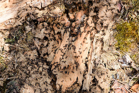 Lasius fuliginosus - exposed, Heesch, Netherlands Presumed species, I will check it with an expert. Note that I know very little about ants, so I may not use the right jargon in this series, so do correct me where I go wrong. 

I normally don't intervene with nature much on my hikes, meaning I don't do a lot of digging or turning over things. Yet on this day I saw a very rotten trunk stuck to the forest floor, so I tipped it over with my shoe, to see if perhaps some woodlice or beetles were below it. To my shock (and yes I felt guilty about it) I exposed a large ant colony and partly destroyed their carefully crafted tunnel system. So let us use my brutality to document about the species what we can.

Ants seemingly don't waste a lot of time complaining about this external event, because the very second they were exposed, hundreds were frantically moving, each knowing exactly what to do next: secure the offspring. In this opening scene you get an overview, yet it doesn't show everything. Faintly in the back you see white larvae but there's more rooms to show.

Closeups of the immediate response:
https://www.jungledragon.com/image/64465/jet_black_ants_-_exposed_-_closeup_heesch_netherlands.html
https://www.jungledragon.com/image/64466/jet_black_ants_-_exposed_-_closeup_ii_heesch_netherlands.html
There's more to the nest, a side view shows a nursery holding the larvae:

https://www.jungledragon.com/image/64468/jet_black_ants_-_nursery_heesch_netherlands.html
Taking a step back, we see multiple of such rooms:

https://www.jungledragon.com/image/64469/jet_black_ants_-_nurseries_heesch_netherlands.html
And even a pupa room:

https://www.jungledragon.com/image/64470/jet_black_ants_-_treasury_heesch_netherlands.html
Hundreds of ants, if not thousands. Multiple rooms with larvae, at least one visible room with pupas. Cleaned up in minutes, not a single ant, larvae or pupa in sight, as if nothing happened:

https://www.jungledragon.com/image/64471/jet_black_ants_-_colony_rescued_heesch_netherlands.html
Some individuals:

https://www.jungledragon.com/image/64488/camponotus_vagus.html Europe,Heeswijk-Dinther,Jet black ant,Lasius fuliginosus,Netherlands,World