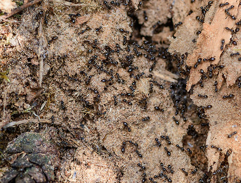 Lasius fuliginosus - exposed - closeup, Heesch, Netherlands A closeup of a group of ants immediately after I exposed their nest, which was situated under and inside a rotten log.

I normally don't intervene with nature much on my hikes, meaning I don't do a lot of digging or turning over things. Yet on this day I saw a very rotten trunk stuck to the forest floor, so I tipped it over with my shoe, to see if perhaps some woodlice or beetles were below it. To my shock (and yes I felt guilty about it) I exposed a large ant colony and partly destroyed their carefully crafted tunnel system. So let us use my brutality to document about the species what we can.

Ants seemingly don't waste a lot of time complaining about this external event, because the very second they were exposed, hundreds were frantically moving, each knowing exactly what to do next: secure the offspring. In this opening scene you get an overview, yet it doesn't show everything. Faintly in the back you see white larvae but there's more rooms to show.

Start of this sequence:
https://www.jungledragon.com/image/64462/jet_black_ants_-_exposed_heesch_netherlands.html
Closeup of the immediate response:

https://www.jungledragon.com/image/64466/jet_black_ants_-_exposed_-_closeup_ii_heesch_netherlands.html
There's more to the nest, a side view shows a nursery holding the larvae:

https://www.jungledragon.com/image/64468/jet_black_ants_-_nursery_heesch_netherlands.html
Taking a step back, we see multiple of such rooms:

https://www.jungledragon.com/image/64469/jet_black_ants_-_nurseries_heesch_netherlands.html
And even a pupa room:

https://www.jungledragon.com/image/64470/jet_black_ants_-_treasury_heesch_netherlands.html
Hundreds of ants, if not thousands. Multiple rooms with larvae, at least one visible room with pupas. Cleaned up in minutes, not a single ant, larvae or pupa in sight, as if nothing happened:

https://www.jungledragon.com/image/64471/jet_black_ants_-_colony_rescued_heesch_netherlands.html
Some individuals:

https://www.jungledragon.com/image/64488/camponotus_vagus.html Europe,Heeswijk-Dinther,Jet black ant,Lasius fuliginosus,Netherlands,World