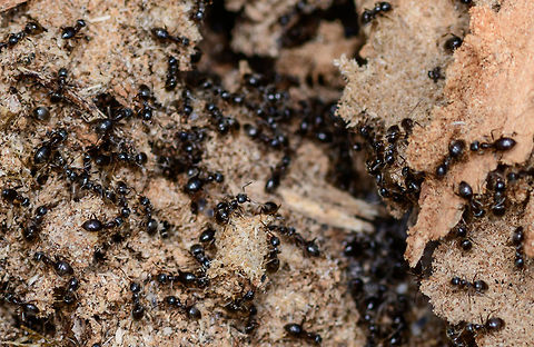 Camponotus Vagus - exposed - closeup II, Heesch, Netherlands It's very hard to get ants sharp, but this is a somewhat usable closeup of a group of ants, immediately responding to me opening their nest by tipping over a rotten log.

Presumed species, I will check it with an expert. Note that I know very little about ants, so I may not use the right jargon in this series, so do correct me where I go wrong. 

I normally don't intervene with nature much on my hikes, meaning I don't do a lot of digging or turning over things. Yet on this day I saw a very rotten trunk stuck to the forest floor, so I tipped it over with my shoe, to see if perhaps some woodlice or beetles were below it. To my shock (and yes I felt guilty about it) I exposed a large ant colony and partly destroyed their carefully crafted tunnel system. So let us use my brutality to document about the species what we can.

Ants seemingly don't waste a lot of time complaining about this external event, because the very second they were exposed, hundreds were frantically moving, each knowing exactly what to do next: secure the offspring. In this opening scene you get an overview, yet it doesn't show everything. Faintly in the back you see white larvae but there's more rooms to show.

Start of this sequence:
https://www.jungledragon.com/image/64462/jet_black_ants_-_exposed_heesch_netherlands.html
Closeup of the immediate response:

https://www.jungledragon.com/image/64465/jet_black_ants_-_exposed_-_closeup_heesch_netherlands.html
There's more to the nest, a side view shows a nursery holding the larvae:

https://www.jungledragon.com/image/64468/jet_black_ants_-_nursery_heesch_netherlands.html
Taking a step back, we see multiple of such rooms:

https://www.jungledragon.com/image/64469/jet_black_ants_-_nurseries_heesch_netherlands.html
And even a pupa room:

https://www.jungledragon.com/image/64470/jet_black_ants_-_treasury_heesch_netherlands.html
Hundreds of ants, if not thousands. Multiple rooms with larvae, at least one visible room with pupas. Cleaned up in minutes, not a single ant, larvae or pupa in sight, as if nothing happened:

https://www.jungledragon.com/image/64471/jet_black_ants_-_colony_rescued_heesch_netherlands.html
Some individuals:

https://www.jungledragon.com/image/64488/camponotus_vagus.html Europe,Heeswijk-Dinther,Jet black ant,Lasius fuliginosus,Netherlands,World