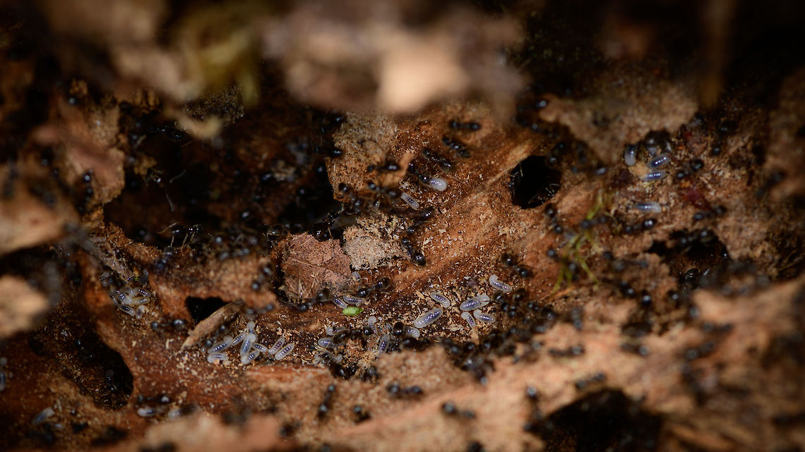 Lasius fuliginosus - nursery, Heesch, Netherlands A side view into a large and complicated ants nest found under a rotten log shows a nursery room, containing the larvae in white. Pretty much all ants in the scene were in the process of moving the larvae to some of the deeper tunnels.<br />
<br />
Presumed species, I will check it with an expert. Note that I know very little about ants, so I may not use the right jargon in this series, so do correct me where I go wrong. <br />
<br />
I normally don't intervene with nature much on my hikes, meaning I don't do a lot of digging or turning over things. Yet on this day I saw a very rotten trunk stuck to the forest floor, so I tipped it over with my shoe, to see if perhaps some woodlice or beetles were below it. To my shock (and yes I felt guilty about it) I exposed a large ant colony and partly destroyed their carefully crafted tunnel system. So let us use my brutality to document about the species what we can.<br />
<br />
Ants seemingly don't waste a lot of time complaining about this external event, because the very second they were exposed, hundreds were frantically moving, each knowing exactly what to do next: secure the offspring. In this opening scene you get an overview, yet it doesn't show everything. Faintly in the back you see white larvae but there's more rooms to show.<br />
<br />
Start of this sequence:<br />
<figure class="photo"><a href="https://www.jungledragon.com/image/64462/lasius_fuliginosus_-_exposed_heesch_netherlands.html" title="Lasius fuliginosus - exposed, Heesch, Netherlands"><img src="https://s3.amazonaws.com/media.jungledragon.com/images/2/64462_thumb.jpg?AWSAccessKeyId=05GMT0V3GWVNE7GGM1R2&Expires=1769040010&Signature=qOhamxnxzLle3FDBFhrzWmD9vaM%3D" width="200" height="134" alt="Lasius fuliginosus - exposed, Heesch, Netherlands Presumed species, I will check it with an expert. Note that I know very little about ants, so I may not use the right jargon in this series, so do correct me where I go wrong. <br />
<br />
I normally don't intervene with nature much on my hikes, meaning I don't do a lot of digging or turning over things. Yet on this day I saw a very rotten trunk stuck to the forest floor, so I tipped it over with my shoe, to see if perhaps some woodlice or beetles were below it. To my shock (and yes I felt guilty about it) I exposed a large ant colony and partly destroyed their carefully crafted tunnel system. So let us use my brutality to document about the species what we can.<br />
<br />
Ants seemingly don't waste a lot of time complaining about this external event, because the very second they were exposed, hundreds were frantically moving, each knowing exactly what to do next: secure the offspring. In this opening scene you get an overview, yet it doesn't show everything. Faintly in the back you see white larvae but there's more rooms to show.<br />
<br />
Closeups of the immediate response:<br />
https://www.jungledragon.com/image/64465/jet_black_ants_-_exposed_-_closeup_heesch_netherlands.html<br />
https://www.jungledragon.com/image/64466/jet_black_ants_-_exposed_-_closeup_ii_heesch_netherlands.html<br />
There's more to the nest, a side view shows a nursery holding the larvae:<br />
<br />
https://www.jungledragon.com/image/64468/jet_black_ants_-_nursery_heesch_netherlands.html<br />
Taking a step back, we see multiple of such rooms:<br />
<br />
https://www.jungledragon.com/image/64469/jet_black_ants_-_nurseries_heesch_netherlands.html<br />
And even a pupa room:<br />
<br />
https://www.jungledragon.com/image/64470/jet_black_ants_-_treasury_heesch_netherlands.html<br />
Hundreds of ants, if not thousands. Multiple rooms with larvae, at least one visible room with pupas. Cleaned up in minutes, not a single ant, larvae or pupa in sight, as if nothing happened:<br />
<br />
https://www.jungledragon.com/image/64471/jet_black_ants_-_colony_rescued_heesch_netherlands.html<br />
Some individuals:<br />
<br />
https://www.jungledragon.com/image/64488/camponotus_vagus.html Europe,Heeswijk-Dinther,Jet black ant,Lasius fuliginosus,Netherlands,World" /></a></figure><br />
Closeups of the immediate response:<br />
<br />
<figure class="photo"><a href="https://www.jungledragon.com/image/64465/lasius_fuliginosus_-_exposed_-_closeup_heesch_netherlands.html" title="Lasius fuliginosus - exposed - closeup, Heesch, Netherlands"><img src="https://s3.amazonaws.com/media.jungledragon.com/images/2/64465_thumb.jpg?AWSAccessKeyId=05GMT0V3GWVNE7GGM1R2&Expires=1769040010&Signature=O5BCzkqrpVx28XgaAS2N5UiZn3o%3D" width="200" height="152" alt="Lasius fuliginosus - exposed - closeup, Heesch, Netherlands A closeup of a group of ants immediately after I exposed their nest, which was situated under and inside a rotten log.<br />
<br />
I normally don't intervene with nature much on my hikes, meaning I don't do a lot of digging or turning over things. Yet on this day I saw a very rotten trunk stuck to the forest floor, so I tipped it over with my shoe, to see if perhaps some woodlice or beetles were below it. To my shock (and yes I felt guilty about it) I exposed a large ant colony and partly destroyed their carefully crafted tunnel system. So let us use my brutality to document about the species what we can.<br />
<br />
Ants seemingly don't waste a lot of time complaining about this external event, because the very second they were exposed, hundreds were frantically moving, each knowing exactly what to do next: secure the offspring. In this opening scene you get an overview, yet it doesn't show everything. Faintly in the back you see white larvae but there's more rooms to show.<br />
<br />
Start of this sequence:<br />
https://www.jungledragon.com/image/64462/jet_black_ants_-_exposed_heesch_netherlands.html<br />
Closeup of the immediate response:<br />
<br />
https://www.jungledragon.com/image/64466/jet_black_ants_-_exposed_-_closeup_ii_heesch_netherlands.html<br />
There's more to the nest, a side view shows a nursery holding the larvae:<br />
<br />
https://www.jungledragon.com/image/64468/jet_black_ants_-_nursery_heesch_netherlands.html<br />
Taking a step back, we see multiple of such rooms:<br />
<br />
https://www.jungledragon.com/image/64469/jet_black_ants_-_nurseries_heesch_netherlands.html<br />
And even a pupa room:<br />
<br />
https://www.jungledragon.com/image/64470/jet_black_ants_-_treasury_heesch_netherlands.html<br />
Hundreds of ants, if not thousands. Multiple rooms with larvae, at least one visible room with pupas. Cleaned up in minutes, not a single ant, larvae or pupa in sight, as if nothing happened:<br />
<br />
https://www.jungledragon.com/image/64471/jet_black_ants_-_colony_rescued_heesch_netherlands.html<br />
Some individuals:<br />
<br />
https://www.jungledragon.com/image/64488/camponotus_vagus.html Europe,Heeswijk-Dinther,Jet black ant,Lasius fuliginosus,Netherlands,World" /></a></figure><br />
<figure class="photo"><a href="https://www.jungledragon.com/image/64466/camponotus_vagus_-_exposed_-_closeup_ii_heesch_netherlands.html" title="Camponotus Vagus - exposed - closeup II, Heesch, Netherlands"><img src="https://s3.amazonaws.com/media.jungledragon.com/images/2/64466_thumb.jpg?AWSAccessKeyId=05GMT0V3GWVNE7GGM1R2&Expires=1769040010&Signature=1%2FJBbAPbVp%2FoM%2FQ4OrrDX2jqlZ8%3D" width="200" height="132" alt="Camponotus Vagus - exposed - closeup II, Heesch, Netherlands It's very hard to get ants sharp, but this is a somewhat usable closeup of a group of ants, immediately responding to me opening their nest by tipping over a rotten log.<br />
<br />
Presumed species, I will check it with an expert. Note that I know very little about ants, so I may not use the right jargon in this series, so do correct me where I go wrong. <br />
<br />
I normally don't intervene with nature much on my hikes, meaning I don't do a lot of digging or turning over things. Yet on this day I saw a very rotten trunk stuck to the forest floor, so I tipped it over with my shoe, to see if perhaps some woodlice or beetles were below it. To my shock (and yes I felt guilty about it) I exposed a large ant colony and partly destroyed their carefully crafted tunnel system. So let us use my brutality to document about the species what we can.<br />
<br />
Ants seemingly don't waste a lot of time complaining about this external event, because the very second they were exposed, hundreds were frantically moving, each knowing exactly what to do next: secure the offspring. In this opening scene you get an overview, yet it doesn't show everything. Faintly in the back you see white larvae but there's more rooms to show.<br />
<br />
Start of this sequence:<br />
https://www.jungledragon.com/image/64462/jet_black_ants_-_exposed_heesch_netherlands.html<br />
Closeup of the immediate response:<br />
<br />
https://www.jungledragon.com/image/64465/jet_black_ants_-_exposed_-_closeup_heesch_netherlands.html<br />
There's more to the nest, a side view shows a nursery holding the larvae:<br />
<br />
https://www.jungledragon.com/image/64468/jet_black_ants_-_nursery_heesch_netherlands.html<br />
Taking a step back, we see multiple of such rooms:<br />
<br />
https://www.jungledragon.com/image/64469/jet_black_ants_-_nurseries_heesch_netherlands.html<br />
And even a pupa room:<br />
<br />
https://www.jungledragon.com/image/64470/jet_black_ants_-_treasury_heesch_netherlands.html<br />
Hundreds of ants, if not thousands. Multiple rooms with larvae, at least one visible room with pupas. Cleaned up in minutes, not a single ant, larvae or pupa in sight, as if nothing happened:<br />
<br />
https://www.jungledragon.com/image/64471/jet_black_ants_-_colony_rescued_heesch_netherlands.html<br />
Some individuals:<br />
<br />
https://www.jungledragon.com/image/64488/camponotus_vagus.html Europe,Heeswijk-Dinther,Jet black ant,Lasius fuliginosus,Netherlands,World" /></a></figure><br />
Taking a step back, we see multiple nurseries:<br />
<br />
<figure class="photo"><a href="https://www.jungledragon.com/image/64469/lasius_fuliginosus_-_nurseries_heesch_netherlands.html" title="Lasius fuliginosus - nurseries, Heesch, Netherlands"><img src="https://s3.amazonaws.com/media.jungledragon.com/images/2/64469_thumb.jpg?AWSAccessKeyId=05GMT0V3GWVNE7GGM1R2&Expires=1769040010&Signature=zCkEWKzU%2BFb8vVGu6meLEYQXbvQ%3D" width="200" height="102" alt="Lasius fuliginosus - nurseries, Heesch, Netherlands Taking a step back this ant nest accidentally opened by myself shows multiple nurseries (in white) where larvae are held. The ants were speedily moving them into deeper tunnels and rooms. This scene shows at least 3 of such rooms holding larvae.<br />
<br />
Presumed species, I will check it with an expert. Note that I know very little about ants, so I may not use the right jargon in this series, so do correct me where I go wrong. <br />
<br />
I normally don't intervene with nature much on my hikes, meaning I don't do a lot of digging or turning over things. Yet on this day I saw a very rotten trunk stuck to the forest floor, so I tipped it over with my shoe, to see if perhaps some woodlice or beetles were below it. To my shock (and yes I felt guilty about it) I exposed a large ant colony and partly destroyed their carefully crafted tunnel system. So let us use my brutality to document about the species what we can.<br />
<br />
Ants seemingly don't waste a lot of time complaining about this external event, because the very second they were exposed, hundreds were frantically moving, each knowing exactly what to do next: secure the offspring. In this opening scene you get an overview, yet it doesn't show everything. Faintly in the back you see white larvae but there's more rooms to show.<br />
<br />
Start of this sequence:<br />
https://www.jungledragon.com/image/64462/jet_black_ants_-_exposed_heesch_netherlands.html<br />
Closeups of the immediate response:<br />
<br />
https://www.jungledragon.com/image/64465/jet_black_ants_-_exposed_-_closeup_heesch_netherlands.html<br />
https://www.jungledragon.com/image/64466/jet_black_ants_-_exposed_-_closeup_ii_heesch_netherlands.html<br />
There's more to the nest, a side view shows a nursery holding the larvae:<br />
<br />
https://www.jungledragon.com/image/64468/jet_black_ants_-_nursery_heesch_netherlands.html<br />
And even a pupa room:<br />
<br />
https://www.jungledragon.com/image/64470/jet_black_ants_-_treasury_heesch_netherlands.html<br />
Hundreds of ants, if not thousands. Multiple rooms with larvae, at least one visible room with pupas. Cleaned up in minutes, not a single ant, larvae or pupa in sight, as if nothing happened:<br />
<br />
https://www.jungledragon.com/image/64471/jet_black_ants_-_colony_rescued_heesch_netherlands.html<br />
Some individuals:<br />
<br />
https://www.jungledragon.com/image/64488/camponotus_vagus.html Europe,Heeswijk-Dinther,Jet black ant,Lasius fuliginosus,Netherlands,World" /></a></figure><br />
And even a pupa room:<br />
<br />
<figure class="photo"><a href="https://www.jungledragon.com/image/64470/lasius_fuliginosus_-_treasury_heesch_netherlands.html" title="Lasius fuliginosus - treasury, Heesch, Netherlands"><img src="https://s3.amazonaws.com/media.jungledragon.com/images/2/64470_thumb.jpg?AWSAccessKeyId=05GMT0V3GWVNE7GGM1R2&Expires=1769040010&Signature=rGOUEl%2Fs8YK%2BrcF8tkTMw3yeU6Q%3D" width="118" height="152" alt="Lasius fuliginosus - treasury, Heesch, Netherlands Another angle on this large and complicated ant nest reveals a room with many pupas. By the time I took the photo, already half of them were moved into safer rooms.<br />
<br />
Presumed species, I will check it with an expert. Note that I know very little about ants, so I may not use the right jargon in this series, so do correct me where I go wrong. <br />
<br />
I normally don't intervene with nature much on my hikes, meaning I don't do a lot of digging or turning over things. Yet on this day I saw a very rotten trunk stuck to the forest floor, so I tipped it over with my shoe, to see if perhaps some woodlice or beetles were below it. To my shock (and yes I felt guilty about it) I exposed a large ant colony and partly destroyed their carefully crafted tunnel system. So let us use my brutality to document about the species what we can.<br />
<br />
Ants seemingly don't waste a lot of time complaining about this external event, because the very second they were exposed, hundreds were frantically moving, each knowing exactly what to do next: secure the offspring. In this opening scene you get an overview, yet it doesn't show everything. Faintly in the back you see white larvae but there's more rooms to show.<br />
<br />
Start of this sequence:<br />
https://www.jungledragon.com/image/64462/jet_black_ants_-_exposed_heesch_netherlands.html<br />
Closeups of the immediate response:<br />
<br />
https://www.jungledragon.com/image/64465/jet_black_ants_-_exposed_-_closeup_heesch_netherlands.html<br />
https://www.jungledragon.com/image/64466/jet_black_ants_-_exposed_-_closeup_ii_heesch_netherlands.html<br />
There's more to the nest, a side view shows a nursery holding the larvae:<br />
<br />
https://www.jungledragon.com/image/64468/jet_black_ants_-_nursery_heesch_netherlands.html<br />
Taking a step back, we see multiple of such rooms:<br />
<br />
https://www.jungledragon.com/image/64469/jet_black_ants_-_nurseries_heesch_netherlands.html<br />
Hundreds of ants, if not thousands. Multiple rooms with larvae, at least one visible room with pupas. Cleaned up in minutes, not a single ant, larvae or pupa in sight, as if nothing happened:<br />
<br />
https://www.jungledragon.com/image/64471/jet_black_ants_-_colony_rescued_heesch_netherlands.html<br />
Some individuals:<br />
<br />
https://www.jungledragon.com/image/64488/camponotus_vagus.html Europe,Heeswijk-Dinther,Netherlands,World" /></a></figure><br />
Hundreds of ants, if not thousands. Multiple rooms with larvae, at least one visible room with pupas. Cleaned up in minutes, not a single ant, larvae or pupa in sight, as if nothing happened:<br />
<br />
<figure class="photo"><a href="https://www.jungledragon.com/image/64471/lasius_fuliginosus_-_colony_rescued_heesch_netherlands.html" title="Lasius fuliginosus - colony rescued, Heesch, Netherlands"><img src="https://s3.amazonaws.com/media.jungledragon.com/images/2/64471_thumb.jpg?AWSAccessKeyId=05GMT0V3GWVNE7GGM1R2&Expires=1769040010&Signature=w2%2BsK3vKyxsiP1Ec3ySutWZnmU0%3D" width="200" height="134" alt="Lasius fuliginosus - colony rescued, Heesch, Netherlands This is the "after" shot of the nest I accidentally exposed by tipping over a rotten log. Note the timing of the photos. From this....<br />
<br />
https://www.jungledragon.com/image/64462/jet_black_ants_-_exposed_heesch_netherlands.html<br />
...to this after situation is a mere 6 minutes. From this...<br />
<br />
https://www.jungledragon.com/image/64470/jet_black_ants_-_treasury_heesch_netherlands.html<br />
To right now is only 3 minutes. In a matter of minutes, hundreds of ants collectively secured all their larvae and pupas, and then secured themselves. As if nothing ever was here. Incredible team work, coordination and work ethic.<br />
 Europe,Heeswijk-Dinther,Jet black ant,Lasius fuliginosus,Netherlands,World" /></a></figure><br />
Some individuals:<br />
<br />
<figure class="photo"><a href="https://www.jungledragon.com/image/64488/lasius_fuliginosus_-_collage_of_individuals_heeswijk-dinther_netherlands.html" title="Lasius fuliginosus - collage of individuals, Heeswijk-Dinther, Netherlands"><img src="https://s3.amazonaws.com/media.jungledragon.com/images/2/64488_thumb.jpg?AWSAccessKeyId=05GMT0V3GWVNE7GGM1R2&Expires=1769040010&Signature=rbMeE8zTea8btO53iXEKPe9tQng%3D" width="200" height="200" alt="Lasius fuliginosus - collage of individuals, Heeswijk-Dinther, Netherlands Collage of individuals of this observation:<br />
https://www.jungledragon.com/image/64462/camponotus_vagus_-_exposed_heesch_netherlands.html Jet black ant,Lasius fuliginosus" /></a></figure> Europe,Heeswijk-Dinther,Jet black ant,Lasius fuliginosus,Netherlands,World