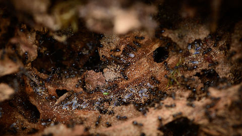 Lasius fuliginosus - nursery, Heesch, Netherlands A side view into a large and complicated ants nest found under a rotten log shows a nursery room, containing the larvae in white. Pretty much all ants in the scene were in the process of moving the larvae to some of the deeper tunnels.

Presumed species, I will check it with an expert. Note that I know very little about ants, so I may not use the right jargon in this series, so do correct me where I go wrong. 

I normally don't intervene with nature much on my hikes, meaning I don't do a lot of digging or turning over things. Yet on this day I saw a very rotten trunk stuck to the forest floor, so I tipped it over with my shoe, to see if perhaps some woodlice or beetles were below it. To my shock (and yes I felt guilty about it) I exposed a large ant colony and partly destroyed their carefully crafted tunnel system. So let us use my brutality to document about the species what we can.

Ants seemingly don't waste a lot of time complaining about this external event, because the very second they were exposed, hundreds were frantically moving, each knowing exactly what to do next: secure the offspring. In this opening scene you get an overview, yet it doesn't show everything. Faintly in the back you see white larvae but there's more rooms to show.

Start of this sequence:
https://www.jungledragon.com/image/64462/jet_black_ants_-_exposed_heesch_netherlands.html
Closeups of the immediate response:

https://www.jungledragon.com/image/64465/jet_black_ants_-_exposed_-_closeup_heesch_netherlands.html
https://www.jungledragon.com/image/64466/jet_black_ants_-_exposed_-_closeup_ii_heesch_netherlands.html
Taking a step back, we see multiple nurseries:

https://www.jungledragon.com/image/64469/jet_black_ants_-_nurseries_heesch_netherlands.html
And even a pupa room:

https://www.jungledragon.com/image/64470/jet_black_ants_-_treasury_heesch_netherlands.html
Hundreds of ants, if not thousands. Multiple rooms with larvae, at least one visible room with pupas. Cleaned up in minutes, not a single ant, larvae or pupa in sight, as if nothing happened:

https://www.jungledragon.com/image/64471/jet_black_ants_-_colony_rescued_heesch_netherlands.html
Some individuals:

https://www.jungledragon.com/image/64488/camponotus_vagus.html Europe,Heeswijk-Dinther,Jet black ant,Lasius fuliginosus,Netherlands,World