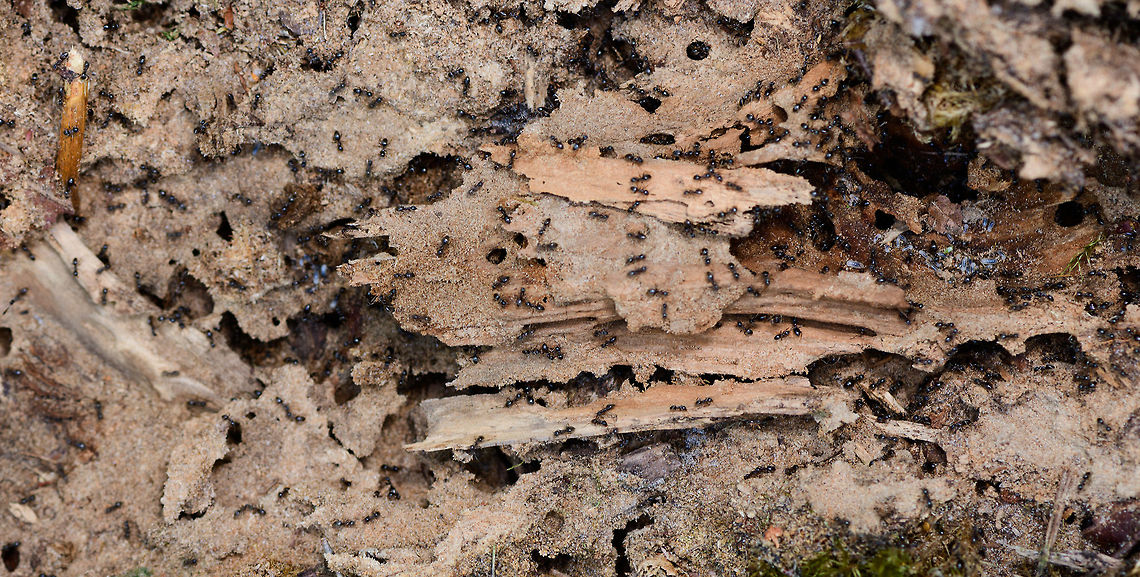 Lasius fuliginosus - nurseries, Heesch, Netherlands Taking a step back this ant nest accidentally opened by myself shows multiple nurseries (in white) where larvae are held. The ants were speedily moving them into deeper tunnels and rooms. This scene shows at least 3 of such rooms holding larvae.<br />
<br />
Presumed species, I will check it with an expert. Note that I know very little about ants, so I may not use the right jargon in this series, so do correct me where I go wrong. <br />
<br />
I normally don't intervene with nature much on my hikes, meaning I don't do a lot of digging or turning over things. Yet on this day I saw a very rotten trunk stuck to the forest floor, so I tipped it over with my shoe, to see if perhaps some woodlice or beetles were below it. To my shock (and yes I felt guilty about it) I exposed a large ant colony and partly destroyed their carefully crafted tunnel system. So let us use my brutality to document about the species what we can.<br />
<br />
Ants seemingly don't waste a lot of time complaining about this external event, because the very second they were exposed, hundreds were frantically moving, each knowing exactly what to do next: secure the offspring. In this opening scene you get an overview, yet it doesn't show everything. Faintly in the back you see white larvae but there's more rooms to show.<br />
<br />
Start of this sequence:<br />
<figure class="photo"><a href="https://www.jungledragon.com/image/64462/lasius_fuliginosus_-_exposed_heesch_netherlands.html" title="Lasius fuliginosus - exposed, Heesch, Netherlands"><img src="https://s3.amazonaws.com/media.jungledragon.com/images/2/64462_thumb.jpg?AWSAccessKeyId=05GMT0V3GWVNE7GGM1R2&Expires=1769040010&Signature=qOhamxnxzLle3FDBFhrzWmD9vaM%3D" width="200" height="134" alt="Lasius fuliginosus - exposed, Heesch, Netherlands Presumed species, I will check it with an expert. Note that I know very little about ants, so I may not use the right jargon in this series, so do correct me where I go wrong. <br />
<br />
I normally don't intervene with nature much on my hikes, meaning I don't do a lot of digging or turning over things. Yet on this day I saw a very rotten trunk stuck to the forest floor, so I tipped it over with my shoe, to see if perhaps some woodlice or beetles were below it. To my shock (and yes I felt guilty about it) I exposed a large ant colony and partly destroyed their carefully crafted tunnel system. So let us use my brutality to document about the species what we can.<br />
<br />
Ants seemingly don't waste a lot of time complaining about this external event, because the very second they were exposed, hundreds were frantically moving, each knowing exactly what to do next: secure the offspring. In this opening scene you get an overview, yet it doesn't show everything. Faintly in the back you see white larvae but there's more rooms to show.<br />
<br />
Closeups of the immediate response:<br />
https://www.jungledragon.com/image/64465/jet_black_ants_-_exposed_-_closeup_heesch_netherlands.html<br />
https://www.jungledragon.com/image/64466/jet_black_ants_-_exposed_-_closeup_ii_heesch_netherlands.html<br />
There's more to the nest, a side view shows a nursery holding the larvae:<br />
<br />
https://www.jungledragon.com/image/64468/jet_black_ants_-_nursery_heesch_netherlands.html<br />
Taking a step back, we see multiple of such rooms:<br />
<br />
https://www.jungledragon.com/image/64469/jet_black_ants_-_nurseries_heesch_netherlands.html<br />
And even a pupa room:<br />
<br />
https://www.jungledragon.com/image/64470/jet_black_ants_-_treasury_heesch_netherlands.html<br />
Hundreds of ants, if not thousands. Multiple rooms with larvae, at least one visible room with pupas. Cleaned up in minutes, not a single ant, larvae or pupa in sight, as if nothing happened:<br />
<br />
https://www.jungledragon.com/image/64471/jet_black_ants_-_colony_rescued_heesch_netherlands.html<br />
Some individuals:<br />
<br />
https://www.jungledragon.com/image/64488/camponotus_vagus.html Europe,Heeswijk-Dinther,Jet black ant,Lasius fuliginosus,Netherlands,World" /></a></figure><br />
Closeups of the immediate response:<br />
<br />
<figure class="photo"><a href="https://www.jungledragon.com/image/64465/lasius_fuliginosus_-_exposed_-_closeup_heesch_netherlands.html" title="Lasius fuliginosus - exposed - closeup, Heesch, Netherlands"><img src="https://s3.amazonaws.com/media.jungledragon.com/images/2/64465_thumb.jpg?AWSAccessKeyId=05GMT0V3GWVNE7GGM1R2&Expires=1769040010&Signature=O5BCzkqrpVx28XgaAS2N5UiZn3o%3D" width="200" height="152" alt="Lasius fuliginosus - exposed - closeup, Heesch, Netherlands A closeup of a group of ants immediately after I exposed their nest, which was situated under and inside a rotten log.<br />
<br />
I normally don't intervene with nature much on my hikes, meaning I don't do a lot of digging or turning over things. Yet on this day I saw a very rotten trunk stuck to the forest floor, so I tipped it over with my shoe, to see if perhaps some woodlice or beetles were below it. To my shock (and yes I felt guilty about it) I exposed a large ant colony and partly destroyed their carefully crafted tunnel system. So let us use my brutality to document about the species what we can.<br />
<br />
Ants seemingly don't waste a lot of time complaining about this external event, because the very second they were exposed, hundreds were frantically moving, each knowing exactly what to do next: secure the offspring. In this opening scene you get an overview, yet it doesn't show everything. Faintly in the back you see white larvae but there's more rooms to show.<br />
<br />
Start of this sequence:<br />
https://www.jungledragon.com/image/64462/jet_black_ants_-_exposed_heesch_netherlands.html<br />
Closeup of the immediate response:<br />
<br />
https://www.jungledragon.com/image/64466/jet_black_ants_-_exposed_-_closeup_ii_heesch_netherlands.html<br />
There's more to the nest, a side view shows a nursery holding the larvae:<br />
<br />
https://www.jungledragon.com/image/64468/jet_black_ants_-_nursery_heesch_netherlands.html<br />
Taking a step back, we see multiple of such rooms:<br />
<br />
https://www.jungledragon.com/image/64469/jet_black_ants_-_nurseries_heesch_netherlands.html<br />
And even a pupa room:<br />
<br />
https://www.jungledragon.com/image/64470/jet_black_ants_-_treasury_heesch_netherlands.html<br />
Hundreds of ants, if not thousands. Multiple rooms with larvae, at least one visible room with pupas. Cleaned up in minutes, not a single ant, larvae or pupa in sight, as if nothing happened:<br />
<br />
https://www.jungledragon.com/image/64471/jet_black_ants_-_colony_rescued_heesch_netherlands.html<br />
Some individuals:<br />
<br />
https://www.jungledragon.com/image/64488/camponotus_vagus.html Europe,Heeswijk-Dinther,Jet black ant,Lasius fuliginosus,Netherlands,World" /></a></figure><br />
<figure class="photo"><a href="https://www.jungledragon.com/image/64466/camponotus_vagus_-_exposed_-_closeup_ii_heesch_netherlands.html" title="Camponotus Vagus - exposed - closeup II, Heesch, Netherlands"><img src="https://s3.amazonaws.com/media.jungledragon.com/images/2/64466_thumb.jpg?AWSAccessKeyId=05GMT0V3GWVNE7GGM1R2&Expires=1769040010&Signature=1%2FJBbAPbVp%2FoM%2FQ4OrrDX2jqlZ8%3D" width="200" height="132" alt="Camponotus Vagus - exposed - closeup II, Heesch, Netherlands It's very hard to get ants sharp, but this is a somewhat usable closeup of a group of ants, immediately responding to me opening their nest by tipping over a rotten log.<br />
<br />
Presumed species, I will check it with an expert. Note that I know very little about ants, so I may not use the right jargon in this series, so do correct me where I go wrong. <br />
<br />
I normally don't intervene with nature much on my hikes, meaning I don't do a lot of digging or turning over things. Yet on this day I saw a very rotten trunk stuck to the forest floor, so I tipped it over with my shoe, to see if perhaps some woodlice or beetles were below it. To my shock (and yes I felt guilty about it) I exposed a large ant colony and partly destroyed their carefully crafted tunnel system. So let us use my brutality to document about the species what we can.<br />
<br />
Ants seemingly don't waste a lot of time complaining about this external event, because the very second they were exposed, hundreds were frantically moving, each knowing exactly what to do next: secure the offspring. In this opening scene you get an overview, yet it doesn't show everything. Faintly in the back you see white larvae but there's more rooms to show.<br />
<br />
Start of this sequence:<br />
https://www.jungledragon.com/image/64462/jet_black_ants_-_exposed_heesch_netherlands.html<br />
Closeup of the immediate response:<br />
<br />
https://www.jungledragon.com/image/64465/jet_black_ants_-_exposed_-_closeup_heesch_netherlands.html<br />
There's more to the nest, a side view shows a nursery holding the larvae:<br />
<br />
https://www.jungledragon.com/image/64468/jet_black_ants_-_nursery_heesch_netherlands.html<br />
Taking a step back, we see multiple of such rooms:<br />
<br />
https://www.jungledragon.com/image/64469/jet_black_ants_-_nurseries_heesch_netherlands.html<br />
And even a pupa room:<br />
<br />
https://www.jungledragon.com/image/64470/jet_black_ants_-_treasury_heesch_netherlands.html<br />
Hundreds of ants, if not thousands. Multiple rooms with larvae, at least one visible room with pupas. Cleaned up in minutes, not a single ant, larvae or pupa in sight, as if nothing happened:<br />
<br />
https://www.jungledragon.com/image/64471/jet_black_ants_-_colony_rescued_heesch_netherlands.html<br />
Some individuals:<br />
<br />
https://www.jungledragon.com/image/64488/camponotus_vagus.html Europe,Heeswijk-Dinther,Jet black ant,Lasius fuliginosus,Netherlands,World" /></a></figure><br />
There's more to the nest, a side view shows a nursery holding the larvae:<br />
<br />
<figure class="photo"><a href="https://www.jungledragon.com/image/64468/lasius_fuliginosus_-_nursery_heesch_netherlands.html" title="Lasius fuliginosus - nursery, Heesch, Netherlands"><img src="https://s3.amazonaws.com/media.jungledragon.com/images/2/64468_thumb.jpg?AWSAccessKeyId=05GMT0V3GWVNE7GGM1R2&Expires=1769040010&Signature=AsbTiWJp4cA365r4jUPLI%2FzMVZY%3D" width="200" height="114" alt="Lasius fuliginosus - nursery, Heesch, Netherlands A side view into a large and complicated ants nest found under a rotten log shows a nursery room, containing the larvae in white. Pretty much all ants in the scene were in the process of moving the larvae to some of the deeper tunnels.<br />
<br />
Presumed species, I will check it with an expert. Note that I know very little about ants, so I may not use the right jargon in this series, so do correct me where I go wrong. <br />
<br />
I normally don't intervene with nature much on my hikes, meaning I don't do a lot of digging or turning over things. Yet on this day I saw a very rotten trunk stuck to the forest floor, so I tipped it over with my shoe, to see if perhaps some woodlice or beetles were below it. To my shock (and yes I felt guilty about it) I exposed a large ant colony and partly destroyed their carefully crafted tunnel system. So let us use my brutality to document about the species what we can.<br />
<br />
Ants seemingly don't waste a lot of time complaining about this external event, because the very second they were exposed, hundreds were frantically moving, each knowing exactly what to do next: secure the offspring. In this opening scene you get an overview, yet it doesn't show everything. Faintly in the back you see white larvae but there's more rooms to show.<br />
<br />
Start of this sequence:<br />
https://www.jungledragon.com/image/64462/jet_black_ants_-_exposed_heesch_netherlands.html<br />
Closeups of the immediate response:<br />
<br />
https://www.jungledragon.com/image/64465/jet_black_ants_-_exposed_-_closeup_heesch_netherlands.html<br />
https://www.jungledragon.com/image/64466/jet_black_ants_-_exposed_-_closeup_ii_heesch_netherlands.html<br />
Taking a step back, we see multiple nurseries:<br />
<br />
https://www.jungledragon.com/image/64469/jet_black_ants_-_nurseries_heesch_netherlands.html<br />
And even a pupa room:<br />
<br />
https://www.jungledragon.com/image/64470/jet_black_ants_-_treasury_heesch_netherlands.html<br />
Hundreds of ants, if not thousands. Multiple rooms with larvae, at least one visible room with pupas. Cleaned up in minutes, not a single ant, larvae or pupa in sight, as if nothing happened:<br />
<br />
https://www.jungledragon.com/image/64471/jet_black_ants_-_colony_rescued_heesch_netherlands.html<br />
Some individuals:<br />
<br />
https://www.jungledragon.com/image/64488/camponotus_vagus.html Europe,Heeswijk-Dinther,Jet black ant,Lasius fuliginosus,Netherlands,World" /></a></figure><br />
And even a pupa room:<br />
<br />
<figure class="photo"><a href="https://www.jungledragon.com/image/64470/lasius_fuliginosus_-_treasury_heesch_netherlands.html" title="Lasius fuliginosus - treasury, Heesch, Netherlands"><img src="https://s3.amazonaws.com/media.jungledragon.com/images/2/64470_thumb.jpg?AWSAccessKeyId=05GMT0V3GWVNE7GGM1R2&Expires=1769040010&Signature=rGOUEl%2Fs8YK%2BrcF8tkTMw3yeU6Q%3D" width="118" height="152" alt="Lasius fuliginosus - treasury, Heesch, Netherlands Another angle on this large and complicated ant nest reveals a room with many pupas. By the time I took the photo, already half of them were moved into safer rooms.<br />
<br />
Presumed species, I will check it with an expert. Note that I know very little about ants, so I may not use the right jargon in this series, so do correct me where I go wrong. <br />
<br />
I normally don't intervene with nature much on my hikes, meaning I don't do a lot of digging or turning over things. Yet on this day I saw a very rotten trunk stuck to the forest floor, so I tipped it over with my shoe, to see if perhaps some woodlice or beetles were below it. To my shock (and yes I felt guilty about it) I exposed a large ant colony and partly destroyed their carefully crafted tunnel system. So let us use my brutality to document about the species what we can.<br />
<br />
Ants seemingly don't waste a lot of time complaining about this external event, because the very second they were exposed, hundreds were frantically moving, each knowing exactly what to do next: secure the offspring. In this opening scene you get an overview, yet it doesn't show everything. Faintly in the back you see white larvae but there's more rooms to show.<br />
<br />
Start of this sequence:<br />
https://www.jungledragon.com/image/64462/jet_black_ants_-_exposed_heesch_netherlands.html<br />
Closeups of the immediate response:<br />
<br />
https://www.jungledragon.com/image/64465/jet_black_ants_-_exposed_-_closeup_heesch_netherlands.html<br />
https://www.jungledragon.com/image/64466/jet_black_ants_-_exposed_-_closeup_ii_heesch_netherlands.html<br />
There's more to the nest, a side view shows a nursery holding the larvae:<br />
<br />
https://www.jungledragon.com/image/64468/jet_black_ants_-_nursery_heesch_netherlands.html<br />
Taking a step back, we see multiple of such rooms:<br />
<br />
https://www.jungledragon.com/image/64469/jet_black_ants_-_nurseries_heesch_netherlands.html<br />
Hundreds of ants, if not thousands. Multiple rooms with larvae, at least one visible room with pupas. Cleaned up in minutes, not a single ant, larvae or pupa in sight, as if nothing happened:<br />
<br />
https://www.jungledragon.com/image/64471/jet_black_ants_-_colony_rescued_heesch_netherlands.html<br />
Some individuals:<br />
<br />
https://www.jungledragon.com/image/64488/camponotus_vagus.html Europe,Heeswijk-Dinther,Netherlands,World" /></a></figure><br />
Hundreds of ants, if not thousands. Multiple rooms with larvae, at least one visible room with pupas. Cleaned up in minutes, not a single ant, larvae or pupa in sight, as if nothing happened:<br />
<br />
<figure class="photo"><a href="https://www.jungledragon.com/image/64471/lasius_fuliginosus_-_colony_rescued_heesch_netherlands.html" title="Lasius fuliginosus - colony rescued, Heesch, Netherlands"><img src="https://s3.amazonaws.com/media.jungledragon.com/images/2/64471_thumb.jpg?AWSAccessKeyId=05GMT0V3GWVNE7GGM1R2&Expires=1769040010&Signature=w2%2BsK3vKyxsiP1Ec3ySutWZnmU0%3D" width="200" height="134" alt="Lasius fuliginosus - colony rescued, Heesch, Netherlands This is the "after" shot of the nest I accidentally exposed by tipping over a rotten log. Note the timing of the photos. From this....<br />
<br />
https://www.jungledragon.com/image/64462/jet_black_ants_-_exposed_heesch_netherlands.html<br />
...to this after situation is a mere 6 minutes. From this...<br />
<br />
https://www.jungledragon.com/image/64470/jet_black_ants_-_treasury_heesch_netherlands.html<br />
To right now is only 3 minutes. In a matter of minutes, hundreds of ants collectively secured all their larvae and pupas, and then secured themselves. As if nothing ever was here. Incredible team work, coordination and work ethic.<br />
 Europe,Heeswijk-Dinther,Jet black ant,Lasius fuliginosus,Netherlands,World" /></a></figure><br />
Some individuals:<br />
<br />
<figure class="photo"><a href="https://www.jungledragon.com/image/64488/lasius_fuliginosus_-_collage_of_individuals_heeswijk-dinther_netherlands.html" title="Lasius fuliginosus - collage of individuals, Heeswijk-Dinther, Netherlands"><img src="https://s3.amazonaws.com/media.jungledragon.com/images/2/64488_thumb.jpg?AWSAccessKeyId=05GMT0V3GWVNE7GGM1R2&Expires=1769040010&Signature=rbMeE8zTea8btO53iXEKPe9tQng%3D" width="200" height="200" alt="Lasius fuliginosus - collage of individuals, Heeswijk-Dinther, Netherlands Collage of individuals of this observation:<br />
https://www.jungledragon.com/image/64462/camponotus_vagus_-_exposed_heesch_netherlands.html Jet black ant,Lasius fuliginosus" /></a></figure> Europe,Heeswijk-Dinther,Jet black ant,Lasius fuliginosus,Netherlands,World