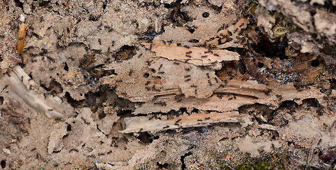 Lasius fuliginosus - nurseries, Heesch, Netherlands Taking a step back this ant nest accidentally opened by myself shows multiple nurseries (in white) where larvae are held. The ants were speedily moving them into deeper tunnels and rooms. This scene shows at least 3 of such rooms holding larvae.

Presumed species, I will check it with an expert. Note that I know very little about ants, so I may not use the right jargon in this series, so do correct me where I go wrong. 

I normally don't intervene with nature much on my hikes, meaning I don't do a lot of digging or turning over things. Yet on this day I saw a very rotten trunk stuck to the forest floor, so I tipped it over with my shoe, to see if perhaps some woodlice or beetles were below it. To my shock (and yes I felt guilty about it) I exposed a large ant colony and partly destroyed their carefully crafted tunnel system. So let us use my brutality to document about the species what we can.

Ants seemingly don't waste a lot of time complaining about this external event, because the very second they were exposed, hundreds were frantically moving, each knowing exactly what to do next: secure the offspring. In this opening scene you get an overview, yet it doesn't show everything. Faintly in the back you see white larvae but there's more rooms to show.

Start of this sequence:
https://www.jungledragon.com/image/64462/jet_black_ants_-_exposed_heesch_netherlands.html
Closeups of the immediate response:

https://www.jungledragon.com/image/64465/jet_black_ants_-_exposed_-_closeup_heesch_netherlands.html
https://www.jungledragon.com/image/64466/jet_black_ants_-_exposed_-_closeup_ii_heesch_netherlands.html
There's more to the nest, a side view shows a nursery holding the larvae:

https://www.jungledragon.com/image/64468/jet_black_ants_-_nursery_heesch_netherlands.html
And even a pupa room:

https://www.jungledragon.com/image/64470/jet_black_ants_-_treasury_heesch_netherlands.html
Hundreds of ants, if not thousands. Multiple rooms with larvae, at least one visible room with pupas. Cleaned up in minutes, not a single ant, larvae or pupa in sight, as if nothing happened:

https://www.jungledragon.com/image/64471/jet_black_ants_-_colony_rescued_heesch_netherlands.html
Some individuals:

https://www.jungledragon.com/image/64488/camponotus_vagus.html Europe,Heeswijk-Dinther,Jet black ant,Lasius fuliginosus,Netherlands,World