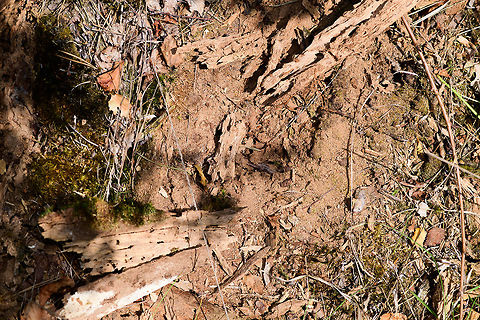 Lasius fuliginosus - colony rescued, Heesch, Netherlands This is the "after" shot of the nest I accidentally exposed by tipping over a rotten log. Note the timing of the photos. From this....

https://www.jungledragon.com/image/64462/jet_black_ants_-_exposed_heesch_netherlands.html
...to this after situation is a mere 6 minutes. From this...

https://www.jungledragon.com/image/64470/jet_black_ants_-_treasury_heesch_netherlands.html
To right now is only 3 minutes. In a matter of minutes, hundreds of ants collectively secured all their larvae and pupas, and then secured themselves. As if nothing ever was here. Incredible team work, coordination and work ethic.
 Europe,Heeswijk-Dinther,Jet black ant,Lasius fuliginosus,Netherlands,World