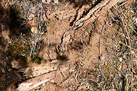 Lasius fuliginosus - colony rescued, Heesch, Netherlands This is the "after" shot of the nest I accidentally exposed by tipping over a rotten log. Note the timing of the photos. From this....<br />
<br />
https://www.jungledragon.com/image/64462/jet_black_ants_-_exposed_heesch_netherlands.html<br />
...to this after situation is a mere 6 minutes. From this...<br />
<br />
https://www.jungledragon.com/image/64470/jet_black_ants_-_treasury_heesch_netherlands.html<br />
To right now is only 3 minutes. In a matter of minutes, hundreds of ants collectively secured all their larvae and pupas, and then secured themselves. As if nothing ever was here. Incredible team work, coordination and work ethic.<br />
Europe,Heeswijk-Dinther,Jet black ant,Lasius fuliginosus,Netherlands,World