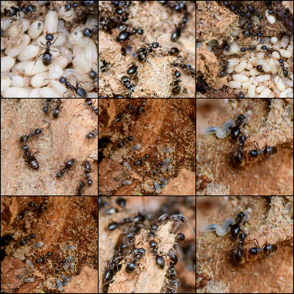 Lasius fuliginosus - collage of individuals, Heeswijk-Dinther, Netherlands Collage of individuals of this observation:<br />
<figure class="photo"><a href="https://www.jungledragon.com/image/64462/lasius_fuliginosus_-_exposed_heesch_netherlands.html" title="Lasius fuliginosus - exposed, Heesch, Netherlands"><img src="https://s3.amazonaws.com/media.jungledragon.com/images/2/64462_thumb.jpg?AWSAccessKeyId=05GMT0V3GWVNE7GGM1R2&Expires=1769040010&Signature=qOhamxnxzLle3FDBFhrzWmD9vaM%3D" width="200" height="134" alt="Lasius fuliginosus - exposed, Heesch, Netherlands Presumed species, I will check it with an expert. Note that I know very little about ants, so I may not use the right jargon in this series, so do correct me where I go wrong. <br />
<br />
I normally don't intervene with nature much on my hikes, meaning I don't do a lot of digging or turning over things. Yet on this day I saw a very rotten trunk stuck to the forest floor, so I tipped it over with my shoe, to see if perhaps some woodlice or beetles were below it. To my shock (and yes I felt guilty about it) I exposed a large ant colony and partly destroyed their carefully crafted tunnel system. So let us use my brutality to document about the species what we can.<br />
<br />
Ants seemingly don't waste a lot of time complaining about this external event, because the very second they were exposed, hundreds were frantically moving, each knowing exactly what to do next: secure the offspring. In this opening scene you get an overview, yet it doesn't show everything. Faintly in the back you see white larvae but there's more rooms to show.<br />
<br />
Closeups of the immediate response:<br />
https://www.jungledragon.com/image/64465/jet_black_ants_-_exposed_-_closeup_heesch_netherlands.html<br />
https://www.jungledragon.com/image/64466/jet_black_ants_-_exposed_-_closeup_ii_heesch_netherlands.html<br />
There's more to the nest, a side view shows a nursery holding the larvae:<br />
<br />
https://www.jungledragon.com/image/64468/jet_black_ants_-_nursery_heesch_netherlands.html<br />
Taking a step back, we see multiple of such rooms:<br />
<br />
https://www.jungledragon.com/image/64469/jet_black_ants_-_nurseries_heesch_netherlands.html<br />
And even a pupa room:<br />
<br />
https://www.jungledragon.com/image/64470/jet_black_ants_-_treasury_heesch_netherlands.html<br />
Hundreds of ants, if not thousands. Multiple rooms with larvae, at least one visible room with pupas. Cleaned up in minutes, not a single ant, larvae or pupa in sight, as if nothing happened:<br />
<br />
https://www.jungledragon.com/image/64471/jet_black_ants_-_colony_rescued_heesch_netherlands.html<br />
Some individuals:<br />
<br />
https://www.jungledragon.com/image/64488/camponotus_vagus.html Europe,Heeswijk-Dinther,Jet black ant,Lasius fuliginosus,Netherlands,World" /></a></figure> Jet black ant,Lasius fuliginosus