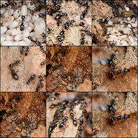 Lasius fuliginosus - collage of individuals, Heeswijk-Dinther, Netherlands Collage of individuals of this observation:<br />
https://www.jungledragon.com/image/64462/camponotus_vagus_-_exposed_heesch_netherlands.html Jet black ant,Lasius fuliginosus