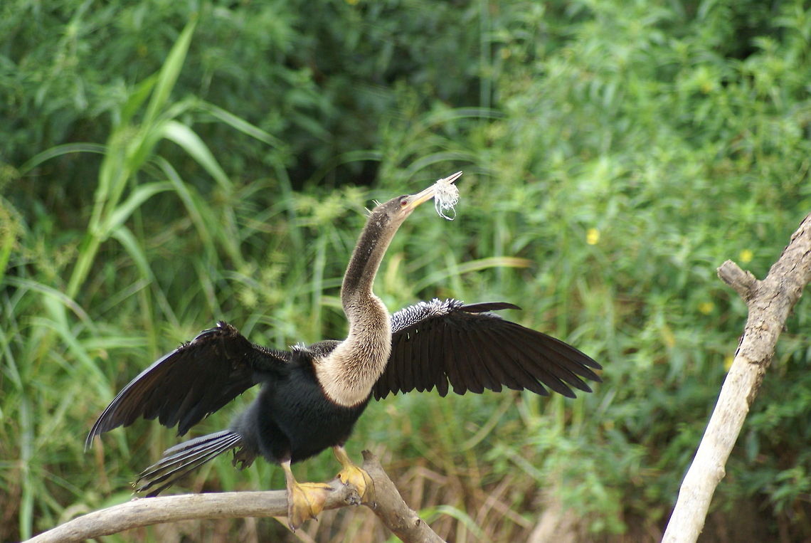 Anhinga trapped by plastic This Anhinga (also called &quot;Darter&quot;, &quot;Snakebird&quot; or &quot;Water turkey&quot;) is trapped by plastic human waste. A very real and direct showcase of the damage our behavior can do to nature. This bird does not allow well-intended humans near him to remove it. Luckily, at one point this bird will be so weak and stop resisting, allowing itself to be freed again.  Anhinga,Anhinga anhinga,Birds,Costa Rica,Darter,Snakebird,Water Turkey