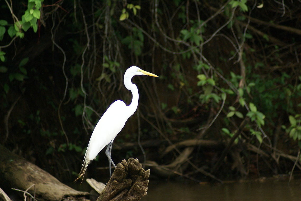 Great Egret at side of river Bringing light into darkness :) Ardea alba,Birds,Costa Rica,Egret,Great Egret