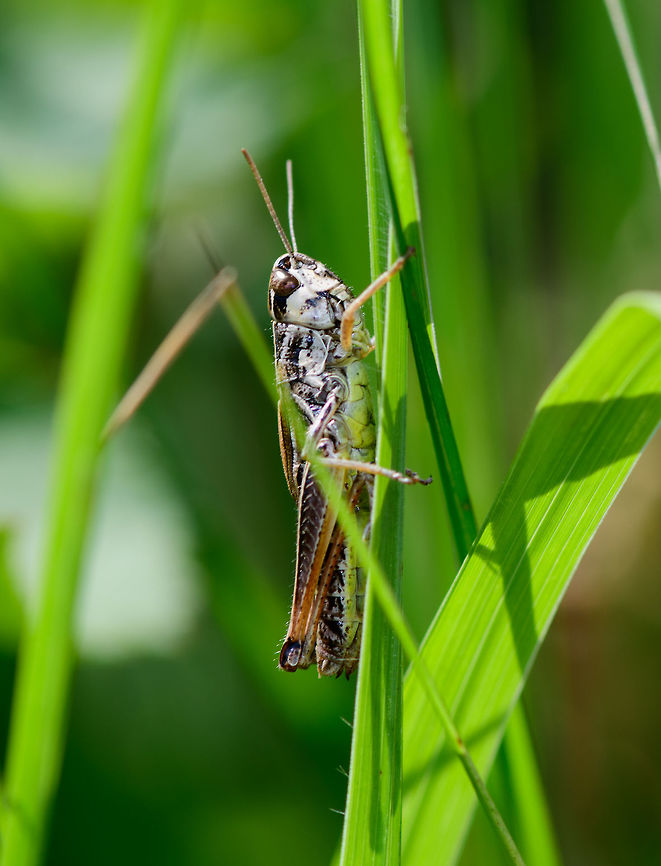 Acrididae sp, Heeswijk-Dinther, Netherlands Although the Netherlands only has 39 species of grasshopper, I'm still struggling a lot to match this one with any known species. For now my conclusion is the male of the Rufous grasshopper. It's the only species I can find occurring here that this this specific pale face with dark markings.<br />
<br />
The Rufous grasshopper is known for its stubs at the end of the antennae not seen here, however, I'm seeing lots of photos where this characteristic is fairly absent or weak. I've also posted an ID request elsewhere, will correct if needed.<br />
<br />
This one is relatively short and chubby, it has short antennae with no particular appendages. Europe,Gomphocerippus rufus,Heeswijk-Dinther,Netherlands,Rufous grasshopper,World