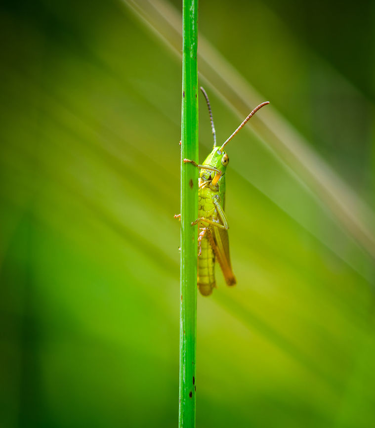 Acrididae sp, Heeswijk-Dinther, Netherlands Found on a leaf of grass in a mixed forest. A typical summer shot I'd say. <br />
Unsure about species due to its relatively generic look. Chorthippus parallelus,Europe,Heeswijk-Dinther,Meadow grasshopper,Netherlands,World
