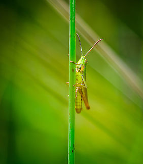 Acrididae sp, Heeswijk-Dinther, Netherlands Found on a leaf of grass in a mixed forest. A typical summer shot I'd say. 
Unsure about species due to its relatively generic look. Chorthippus parallelus,Europe,Heeswijk-Dinther,Meadow grasshopper,Netherlands,World