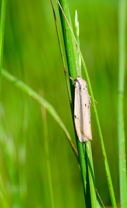 Dotted Footman, Heeswijk-Dinther, Netherlands Found on grass on a very hot day. Named "Little Mouse Bear" in dutch, but I don't know why. Common in the Netherlands and Belgium. Europe,Heeswijk-Dinther,Netherlands,Pelosia muscerda,World