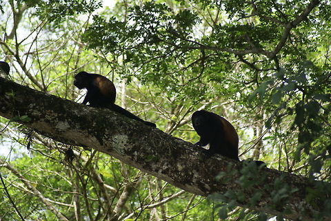 Female and male howler monkeys Howler monkeys are known to be some of the loudest land animals. Alouatta caraya,Black howler,Costa Rica,Howler Monkey,Mammalia,Monkeys