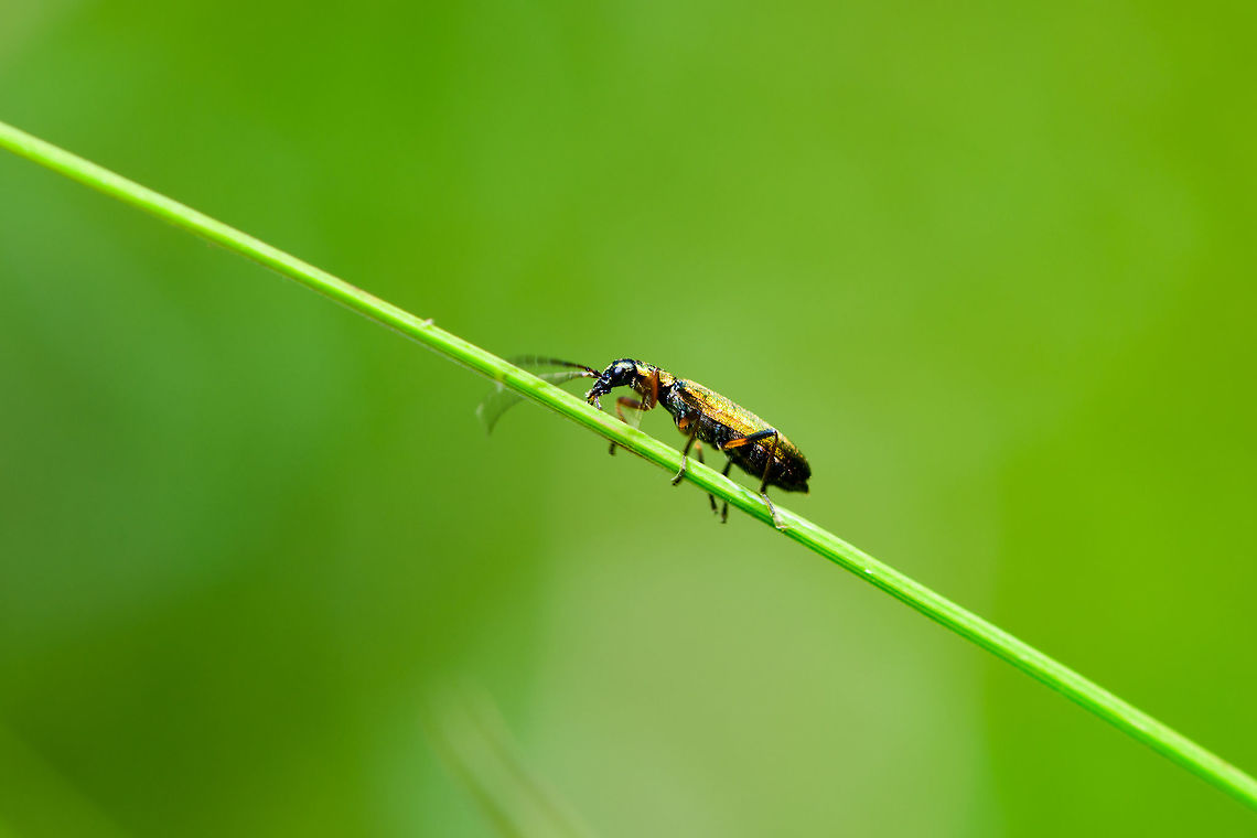 Unknown beetle or bug, Heeswijk-Dinther, Netherlands Small insect (about 5-7mm) that was running up and down this grass. It has metallic yellowish shine on the wings, banded legs of black and orange, and the antennae are black.  Chrysanthia geniculata,Europe,Heeswijk-Dinther,Netherlands,World
