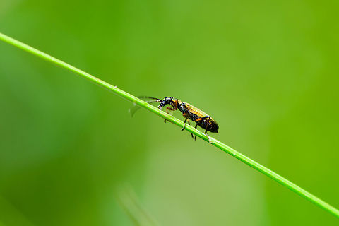 Unknown beetle or bug, Heeswijk-Dinther, Netherlands Small insect (about 5-7mm) that was running up and down this grass. It has metallic yellowish shine on the wings, banded legs of black and orange, and the antennae are black.  Chrysanthia geniculata,Europe,Heeswijk-Dinther,Netherlands,World