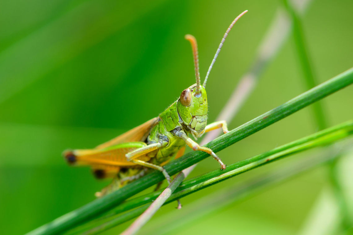 Meadow Grasshopper, male, Heeswijk-Dinther, Netherlands The male has about 3 quarter wings compared to its body, whilst the female is much larger and has regressed wings.<br />
<figure class="photo"><a href="https://www.jungledragon.com/image/64823/meadow_grasshoppers_mating_top_view_heeswijk-dinther_netherlands.html" title="Meadow Grasshoppers, mating top view, Heeswijk-Dinther, Netherlands"><img src="https://s3.amazonaws.com/media.jungledragon.com/images/2/64823_thumb.jpg?AWSAccessKeyId=05GMT0V3GWVNE7GGM1R2&Expires=1759968010&Signature=PiHtxigW3IC3bc0TiMdxoCtT79s%3D" width="200" height="134" alt="Meadow Grasshoppers, mating top view, Heeswijk-Dinther, Netherlands Ron and Becky on their platform of love, which has two spare rooms prepared for offspring.<br />
From this angle you can see how Becky is much larger and has regressed wings, whilst Ron is small and has 3/4 wings.<br />
https://www.jungledragon.com/image/64824/meadow_grasshoppers_mating_side_view_heeswijk-dinther_netherlands.html<br />
https://www.jungledragon.com/image/64822/meadow_grasshoppers_mating_heeswijk-dinther_netherlands.html Chorthippus parallelus,Europe,Heeswijk-Dinther,Meadow grasshopper,Netherlands,World" /></a></figure> Chorthippus parallelus,Europe,Heeswijk-Dinther,Meadow grasshopper,Netherlands,World