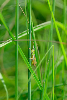 Meadow Grasshopper, male in habitat, Heeswijk-Dinther, Netherlands This species of grasshopper occurs mostly in the south of the Netherlands. In Europe, it is one of the most north occurring species of grasshoppers.
https://www.jungledragon.com/image/64819/meadow_grasshopper_male_heeswijk-dinther_netherlands.html Chorthippus parallelus,Europe,Heeswijk-Dinther,Meadow grasshopper,Netherlands,World