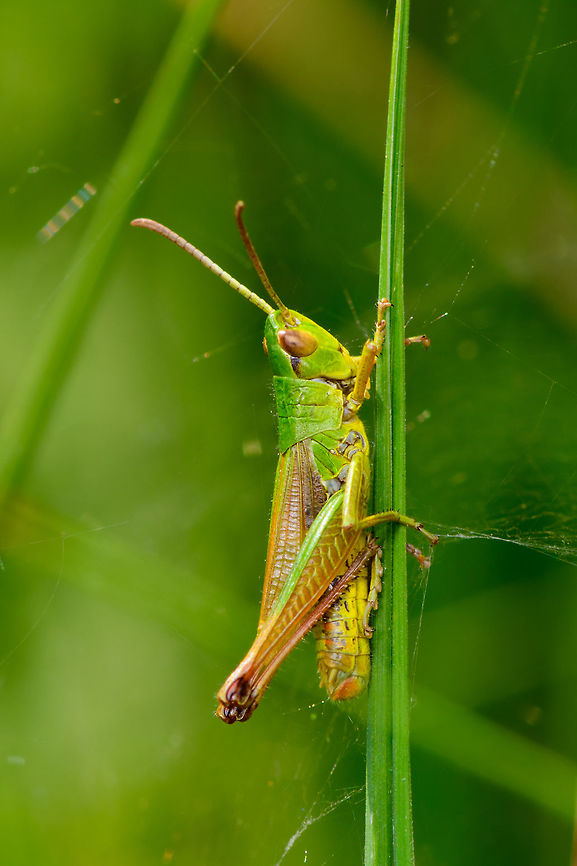 Meadow Grasshopper, male details, Heeswijk-Dinther, Netherlands Details on the body of the male. Here you can see the 3/4 wing length and dark knees which are keys for identification.  Chorthippus parallelus,Europe,Heeswijk-Dinther,Meadow grasshopper,Netherlands,World