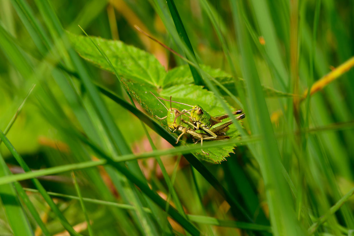 Meadow Grasshoppers, mating, Heeswijk-Dinther, Netherlands I know just the place, said Ron, as he guided Becky to his platform of love.<br />
A different angle reveals that Ron should be named Ronnie instead, as he is quite small:<br />
<figure class="photo"><a href="https://www.jungledragon.com/image/64823/meadow_grasshoppers_mating_top_view_heeswijk-dinther_netherlands.html" title="Meadow Grasshoppers, mating top view, Heeswijk-Dinther, Netherlands"><img src="https://s3.amazonaws.com/media.jungledragon.com/images/2/64823_thumb.jpg?AWSAccessKeyId=05GMT0V3GWVNE7GGM1R2&Expires=1769040010&Signature=5kk3535HJ1tlctlFDL3tBMAyuSE%3D" width="200" height="134" alt="Meadow Grasshoppers, mating top view, Heeswijk-Dinther, Netherlands Ron and Becky on their platform of love, which has two spare rooms prepared for offspring.<br />
From this angle you can see how Becky is much larger and has regressed wings, whilst Ron is small and has 3/4 wings.<br />
https://www.jungledragon.com/image/64824/meadow_grasshoppers_mating_side_view_heeswijk-dinther_netherlands.html<br />
https://www.jungledragon.com/image/64822/meadow_grasshoppers_mating_heeswijk-dinther_netherlands.html Chorthippus parallelus,Europe,Heeswijk-Dinther,Meadow grasshopper,Netherlands,World" /></a></figure><br />
<figure class="photo"><a href="https://www.jungledragon.com/image/64824/meadow_grasshoppers_mating_side_view_heeswijk-dinther_netherlands.html" title="Meadow Grasshoppers, mating side view, Heeswijk-Dinther, Netherlands"><img src="https://s3.amazonaws.com/media.jungledragon.com/images/2/64824_thumb.jpg?AWSAccessKeyId=05GMT0V3GWVNE7GGM1R2&Expires=1769040010&Signature=EKUslqHqc3YsseEpTEHfwSC06Mc%3D" width="200" height="134" alt="Meadow Grasshoppers, mating side view, Heeswijk-Dinther, Netherlands https://www.jungledragon.com/image/64823/meadow_grasshoppers_mating_top_view_heeswijk-dinther_netherlands.html<br />
https://www.jungledragon.com/image/64822/meadow_grasshoppers_mating_heeswijk-dinther_netherlands.html Chorthippus parallelus,Europe,Heeswijk-Dinther,Meadow grasshopper,Netherlands,World" /></a></figure> Chorthippus parallelus,Europe,Heeswijk-Dinther,Meadow grasshopper,Netherlands,World