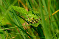 Meadow Grasshoppers, mating, Heeswijk-Dinther, Netherlands I know just the place, said Ron, as he guided Becky to his platform of love.<br />
A different angle reveals that Ron should be named Ronnie instead, as he is quite small:<br />
https://www.jungledragon.com/image/64823/meadow_grasshoppers_mating_top_view_heeswijk-dinther_netherlands.html<br />
https://www.jungledragon.com/image/64824/meadow_grasshoppers_mating_side_view_heeswijk-dinther_netherlands.html Chorthippus parallelus,Europe,Heeswijk-Dinther,Meadow grasshopper,Netherlands,World