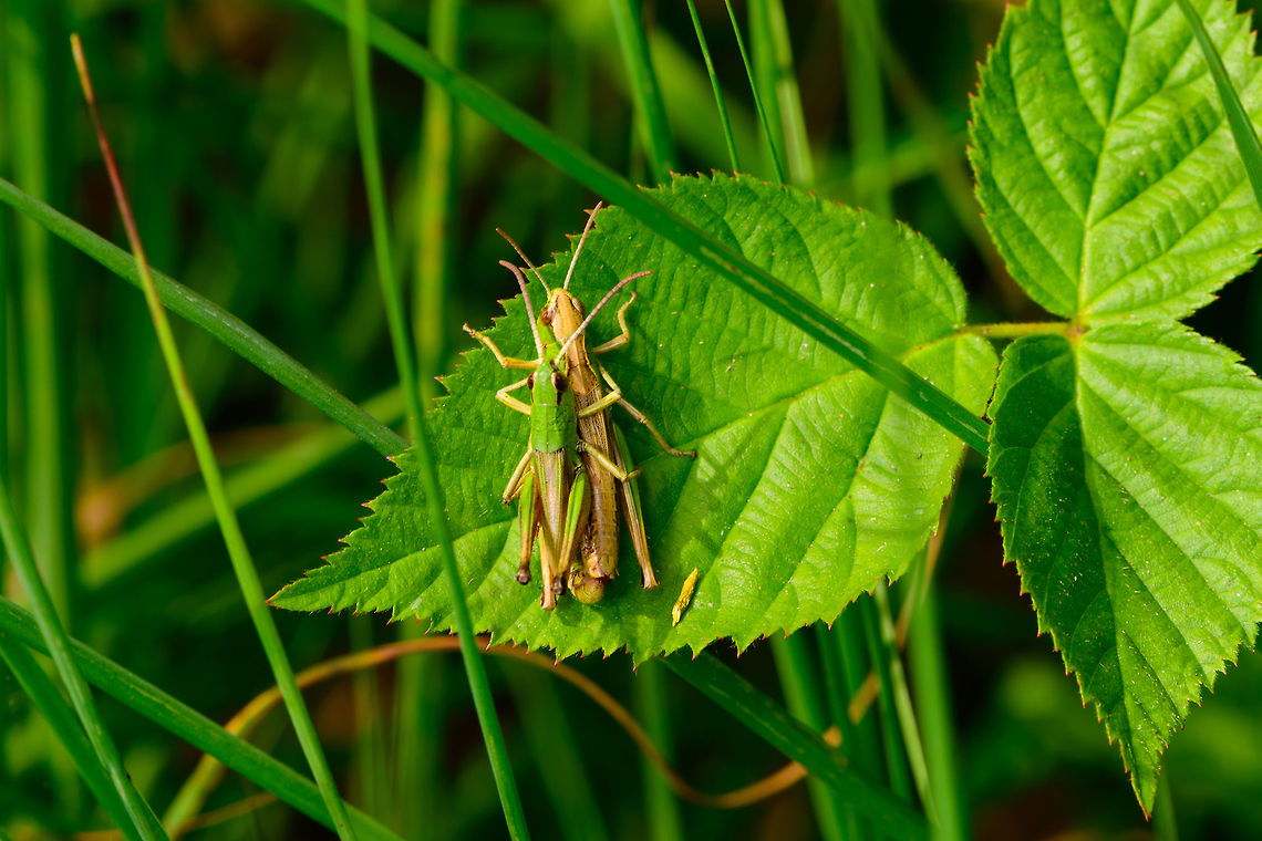 Meadow Grasshoppers, mating top view, Heeswijk-Dinther, Netherlands Ron and Becky on their platform of love, which has two spare rooms prepared for offspring.<br />
From this angle you can see how Becky is much larger and has regressed wings, whilst Ron is small and has 3/4 wings.<br />
<figure class="photo"><a href="https://www.jungledragon.com/image/64824/meadow_grasshoppers_mating_side_view_heeswijk-dinther_netherlands.html" title="Meadow Grasshoppers, mating side view, Heeswijk-Dinther, Netherlands"><img src="https://s3.amazonaws.com/media.jungledragon.com/images/2/64824_thumb.jpg?AWSAccessKeyId=05GMT0V3GWVNE7GGM1R2&Expires=1759968010&Signature=XAv3ww%2FuidJAbyJP3SnIOlqBgI0%3D" width="200" height="134" alt="Meadow Grasshoppers, mating side view, Heeswijk-Dinther, Netherlands https://www.jungledragon.com/image/64823/meadow_grasshoppers_mating_top_view_heeswijk-dinther_netherlands.html<br />
https://www.jungledragon.com/image/64822/meadow_grasshoppers_mating_heeswijk-dinther_netherlands.html Chorthippus parallelus,Europe,Heeswijk-Dinther,Meadow grasshopper,Netherlands,World" /></a></figure><br />
<figure class="photo"><a href="https://www.jungledragon.com/image/64822/meadow_grasshoppers_mating_heeswijk-dinther_netherlands.html" title="Meadow Grasshoppers, mating, Heeswijk-Dinther, Netherlands"><img src="https://s3.amazonaws.com/media.jungledragon.com/images/2/64822_thumb.jpg?AWSAccessKeyId=05GMT0V3GWVNE7GGM1R2&Expires=1759968010&Signature=4UpwRwrH59W2vIcZF0w8bNb9uN8%3D" width="200" height="134" alt="Meadow Grasshoppers, mating, Heeswijk-Dinther, Netherlands I know just the place, said Ron, as he guided Becky to his platform of love.<br />
A different angle reveals that Ron should be named Ronnie instead, as he is quite small:<br />
https://www.jungledragon.com/image/64823/meadow_grasshoppers_mating_top_view_heeswijk-dinther_netherlands.html<br />
https://www.jungledragon.com/image/64824/meadow_grasshoppers_mating_side_view_heeswijk-dinther_netherlands.html Chorthippus parallelus,Europe,Heeswijk-Dinther,Meadow grasshopper,Netherlands,World" /></a></figure> Chorthippus parallelus,Europe,Heeswijk-Dinther,Meadow grasshopper,Netherlands,World