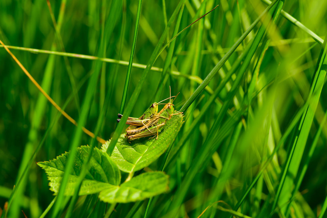 Meadow Grasshoppers, mating side view, Heeswijk-Dinther, Netherlands <figure class="photo"><a href="https://www.jungledragon.com/image/64823/meadow_grasshoppers_mating_top_view_heeswijk-dinther_netherlands.html" title="Meadow Grasshoppers, mating top view, Heeswijk-Dinther, Netherlands"><img src="https://s3.amazonaws.com/media.jungledragon.com/images/2/64823_thumb.jpg?AWSAccessKeyId=05GMT0V3GWVNE7GGM1R2&Expires=1759968010&Signature=PiHtxigW3IC3bc0TiMdxoCtT79s%3D" width="200" height="134" alt="Meadow Grasshoppers, mating top view, Heeswijk-Dinther, Netherlands Ron and Becky on their platform of love, which has two spare rooms prepared for offspring.<br />
From this angle you can see how Becky is much larger and has regressed wings, whilst Ron is small and has 3/4 wings.<br />
https://www.jungledragon.com/image/64824/meadow_grasshoppers_mating_side_view_heeswijk-dinther_netherlands.html<br />
https://www.jungledragon.com/image/64822/meadow_grasshoppers_mating_heeswijk-dinther_netherlands.html Chorthippus parallelus,Europe,Heeswijk-Dinther,Meadow grasshopper,Netherlands,World" /></a></figure><br />
<figure class="photo"><a href="https://www.jungledragon.com/image/64822/meadow_grasshoppers_mating_heeswijk-dinther_netherlands.html" title="Meadow Grasshoppers, mating, Heeswijk-Dinther, Netherlands"><img src="https://s3.amazonaws.com/media.jungledragon.com/images/2/64822_thumb.jpg?AWSAccessKeyId=05GMT0V3GWVNE7GGM1R2&Expires=1759968010&Signature=4UpwRwrH59W2vIcZF0w8bNb9uN8%3D" width="200" height="134" alt="Meadow Grasshoppers, mating, Heeswijk-Dinther, Netherlands I know just the place, said Ron, as he guided Becky to his platform of love.<br />
A different angle reveals that Ron should be named Ronnie instead, as he is quite small:<br />
https://www.jungledragon.com/image/64823/meadow_grasshoppers_mating_top_view_heeswijk-dinther_netherlands.html<br />
https://www.jungledragon.com/image/64824/meadow_grasshoppers_mating_side_view_heeswijk-dinther_netherlands.html Chorthippus parallelus,Europe,Heeswijk-Dinther,Meadow grasshopper,Netherlands,World" /></a></figure> Chorthippus parallelus,Europe,Heeswijk-Dinther,Meadow grasshopper,Netherlands,World