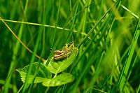 Meadow Grasshoppers, mating side view, Heeswijk-Dinther, Netherlands https://www.jungledragon.com/image/64823/meadow_grasshoppers_mating_top_view_heeswijk-dinther_netherlands.html<br />
https://www.jungledragon.com/image/64822/meadow_grasshoppers_mating_heeswijk-dinther_netherlands.html Chorthippus parallelus,Europe,Heeswijk-Dinther,Meadow grasshopper,Netherlands,World